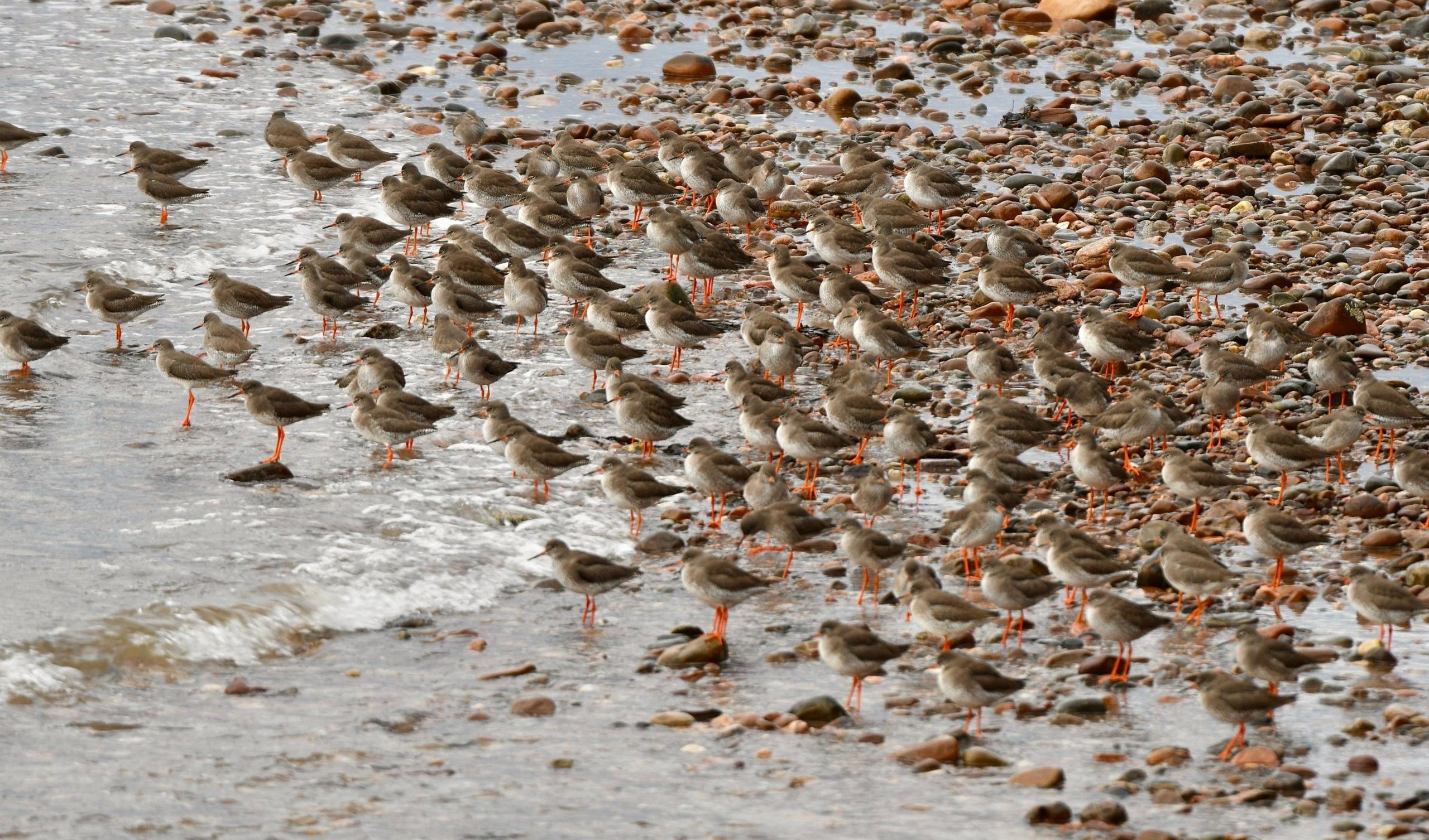 Flock of Red Shank