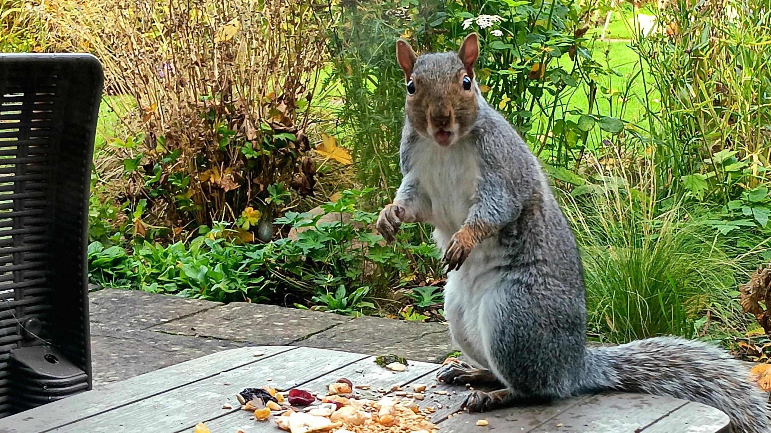 A startled looking grey squirrel looks into the camera stood on a table with crushed nuts in front of it.