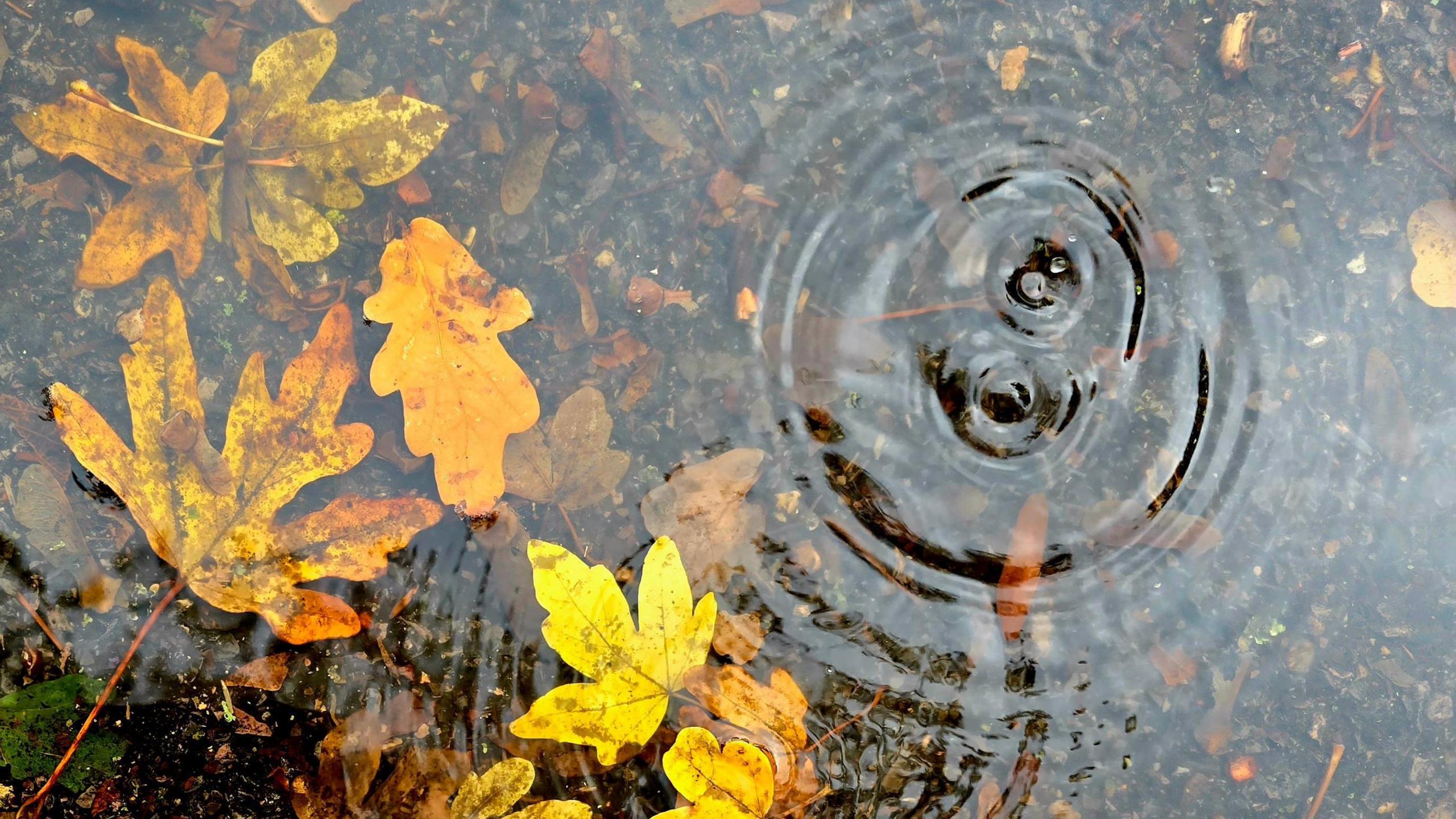 Two drops of water make concentric circles in a shallow puddle with submerged yellow leaves.