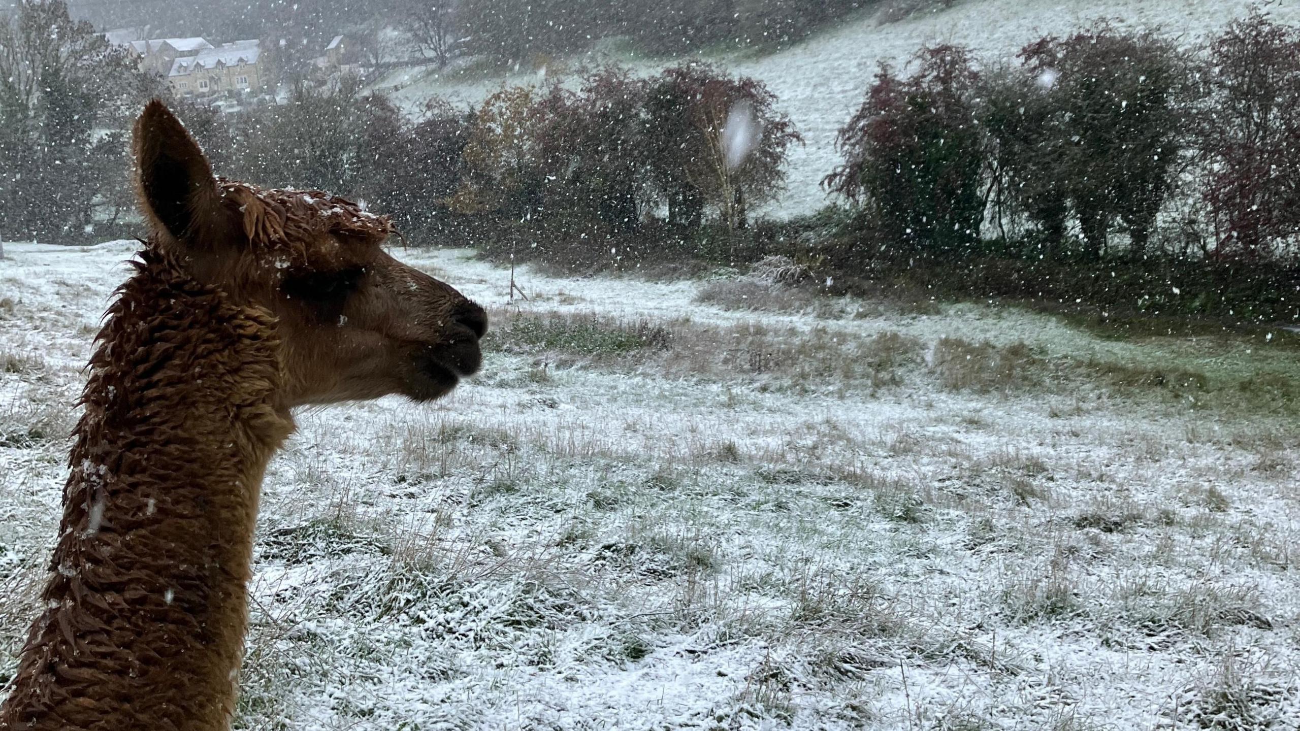 The head and neck of a brown alpaca can be seen from the side as they stand in a snowy Cotswold field, with more snow falling. At the boundary of the field, there is a line of trees and hedges, and the field above is sloping upwards up a hill.