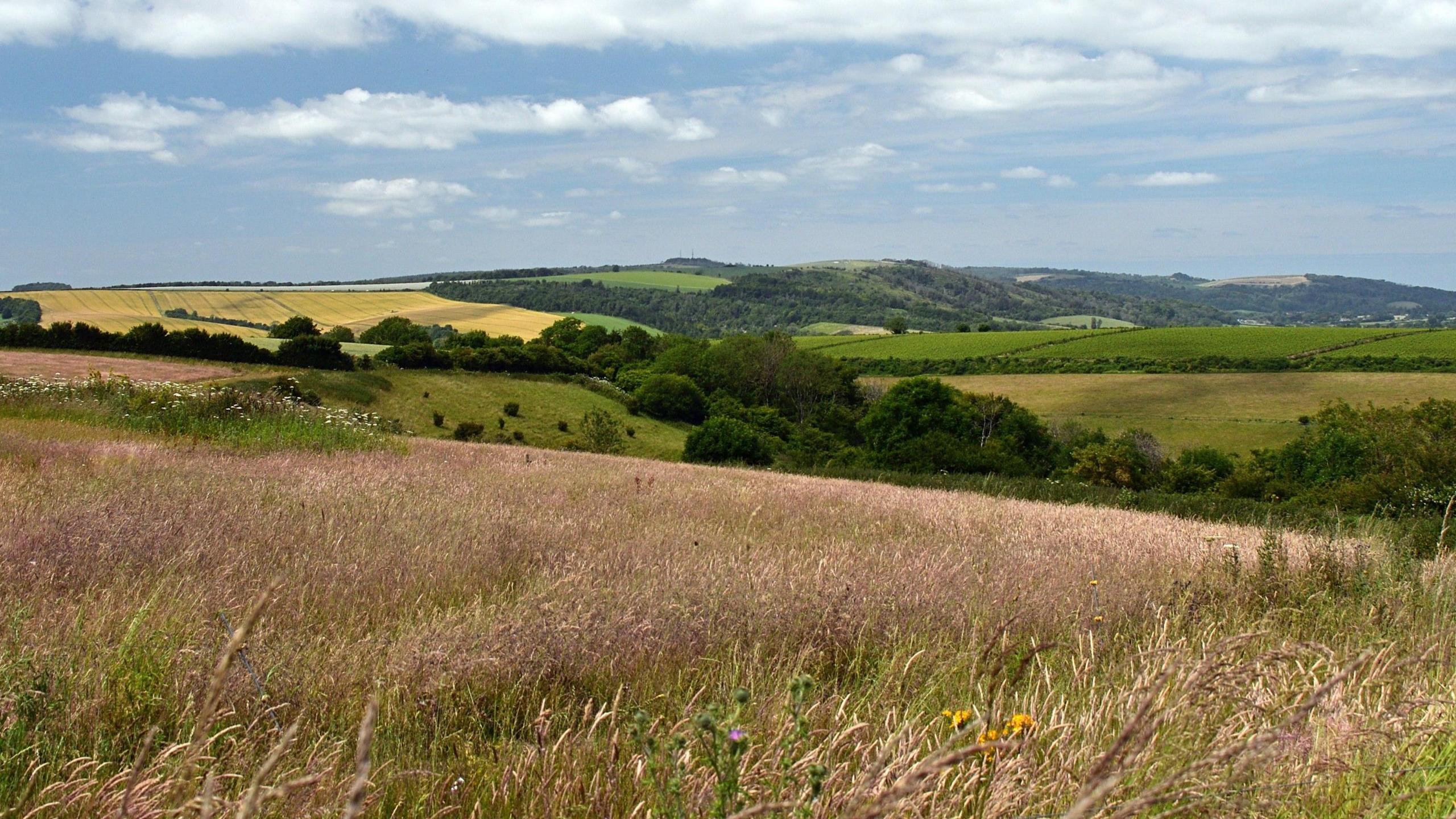 Fields and trees 