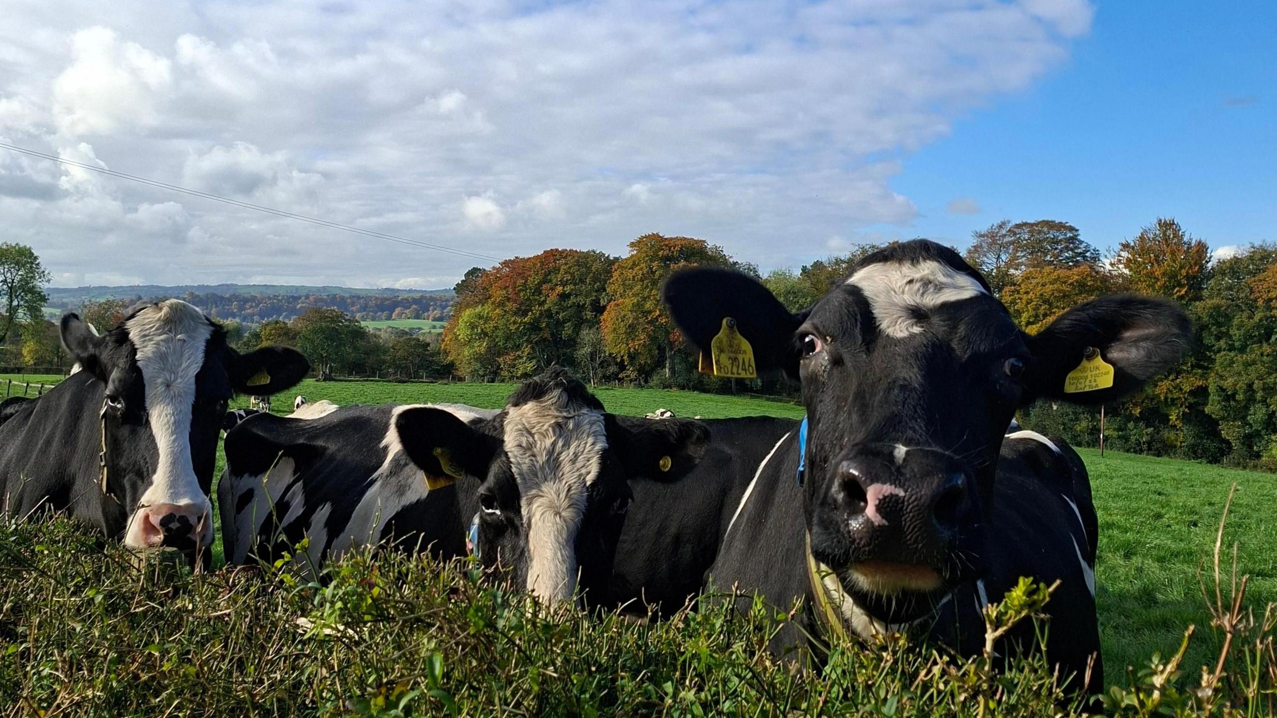 Several cows look over a hedge into the camera. They are black with some patches of white. Trees can be seen in the distance.