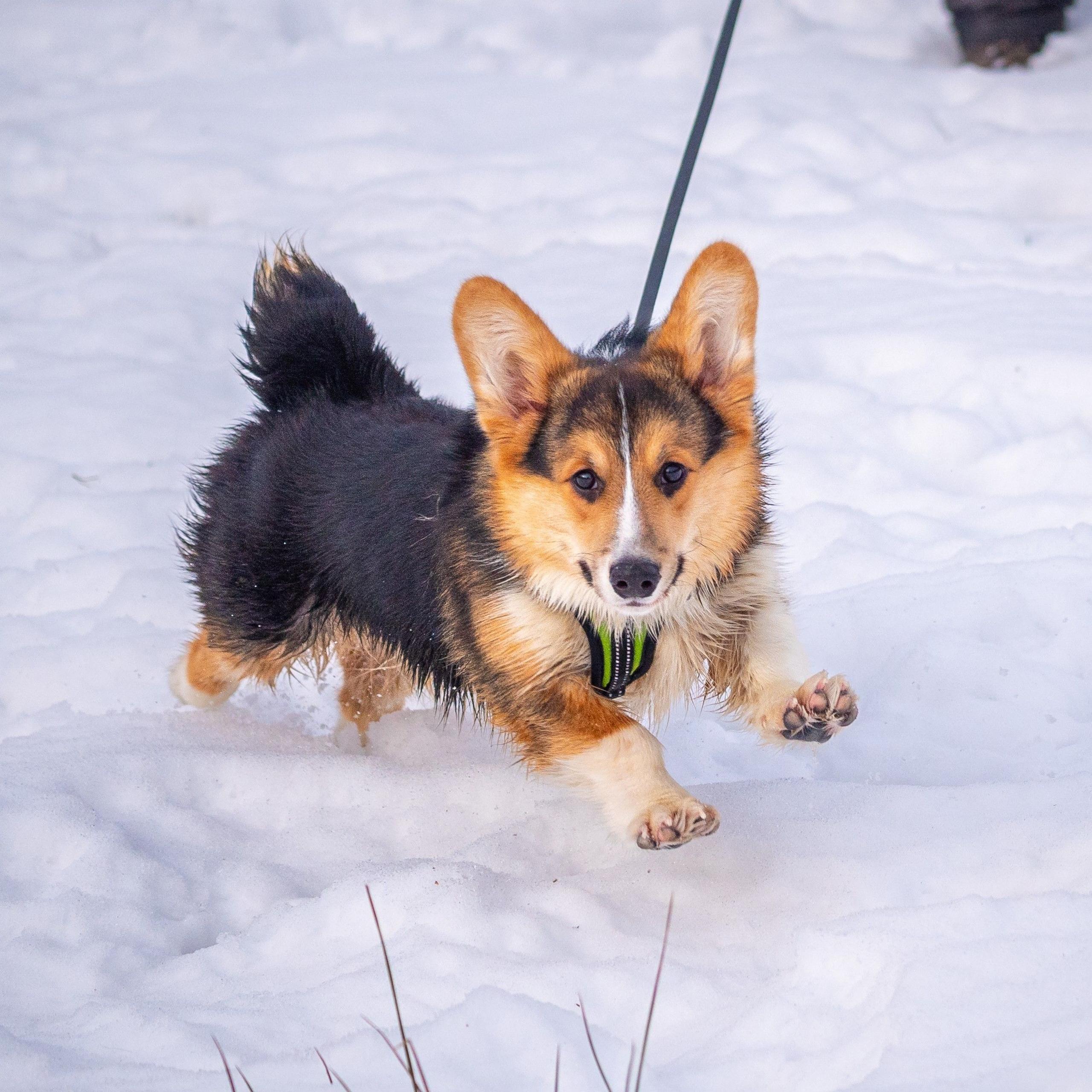 A dog leaps in the snow. It is looking directly at the camera and is on a blue lead. The dog appears to be jumping over thick snow.