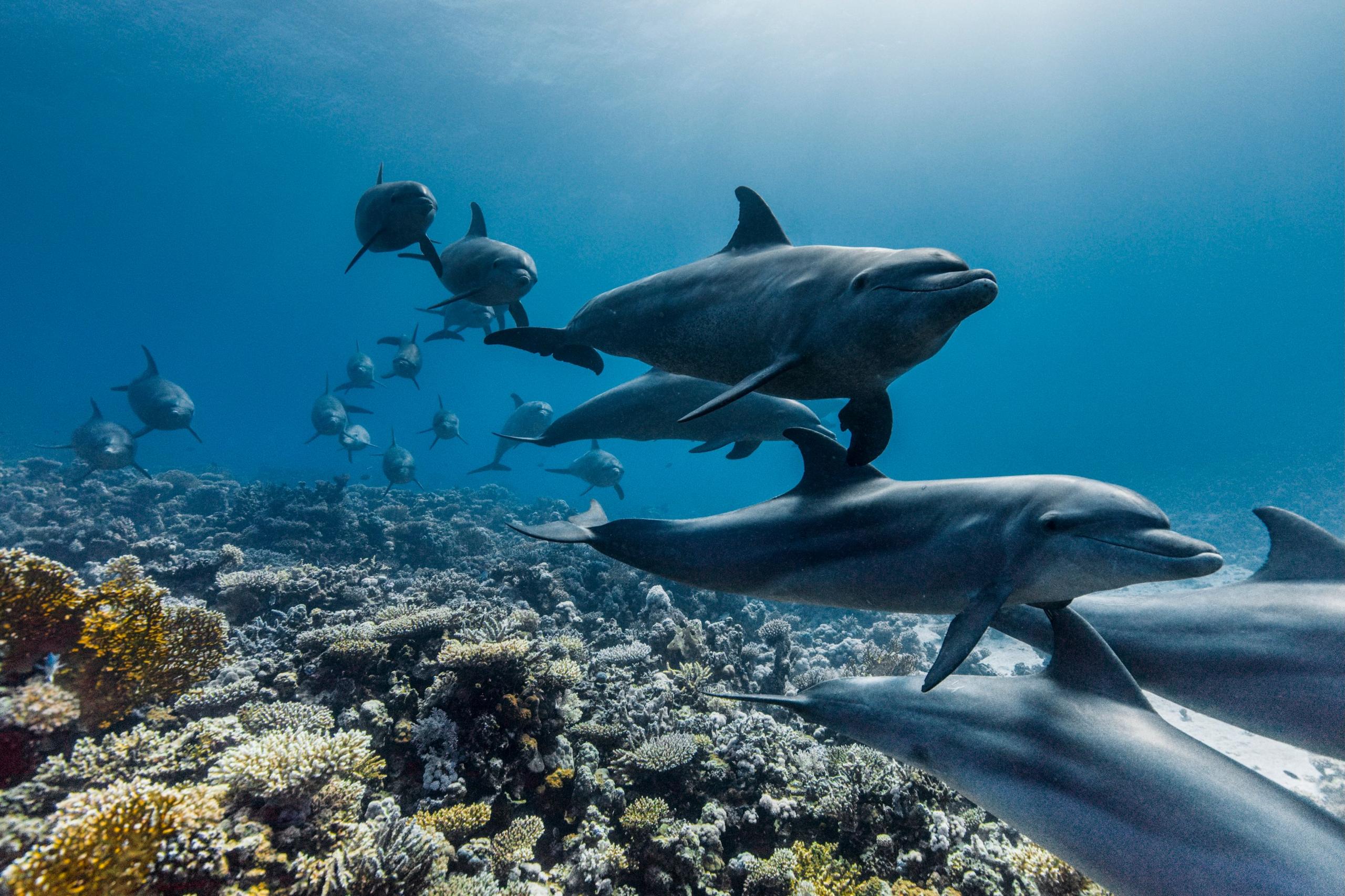 A pod of dolphins swim over a coral reef with blue sea behind them.