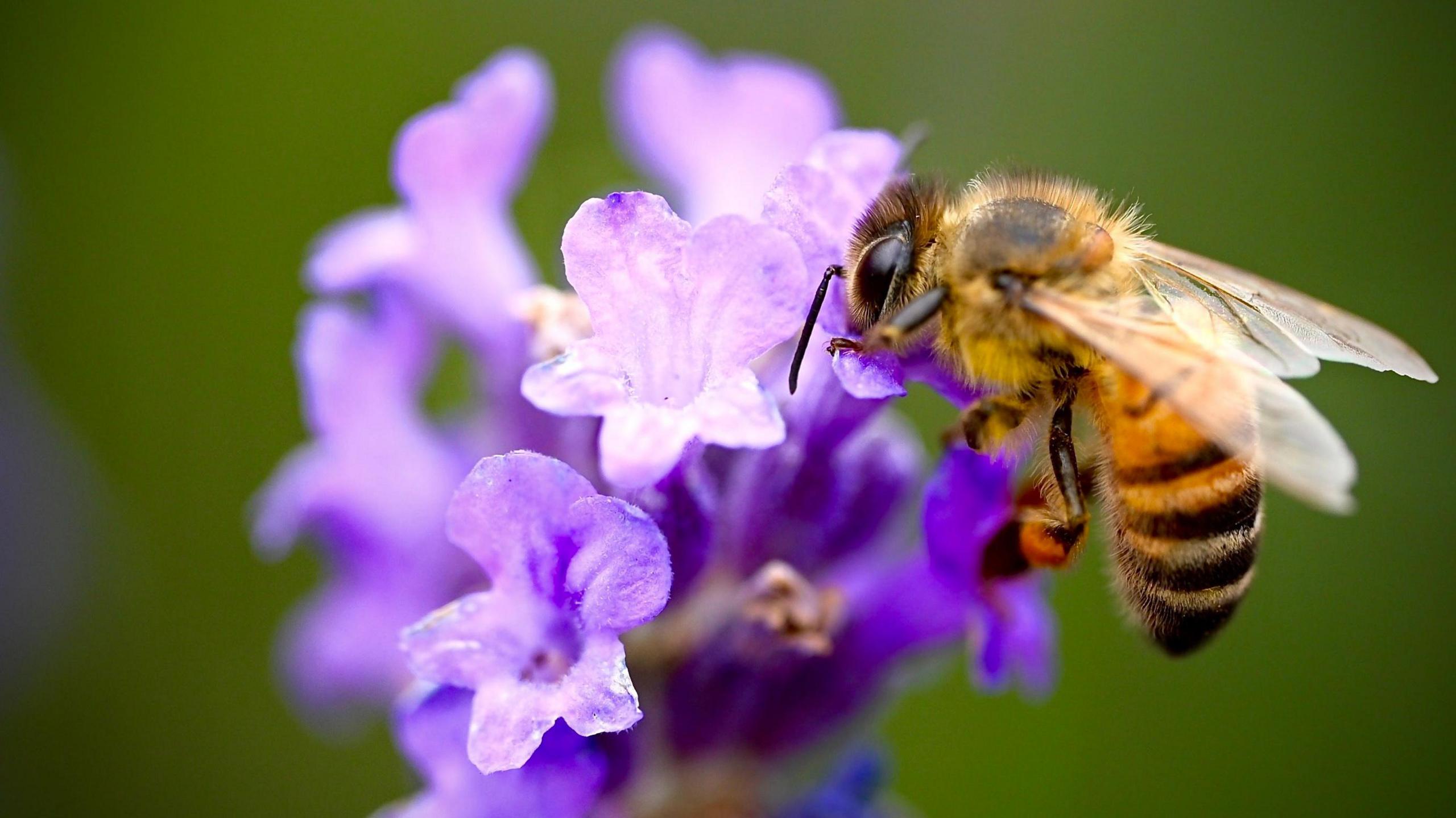 bee in a flower