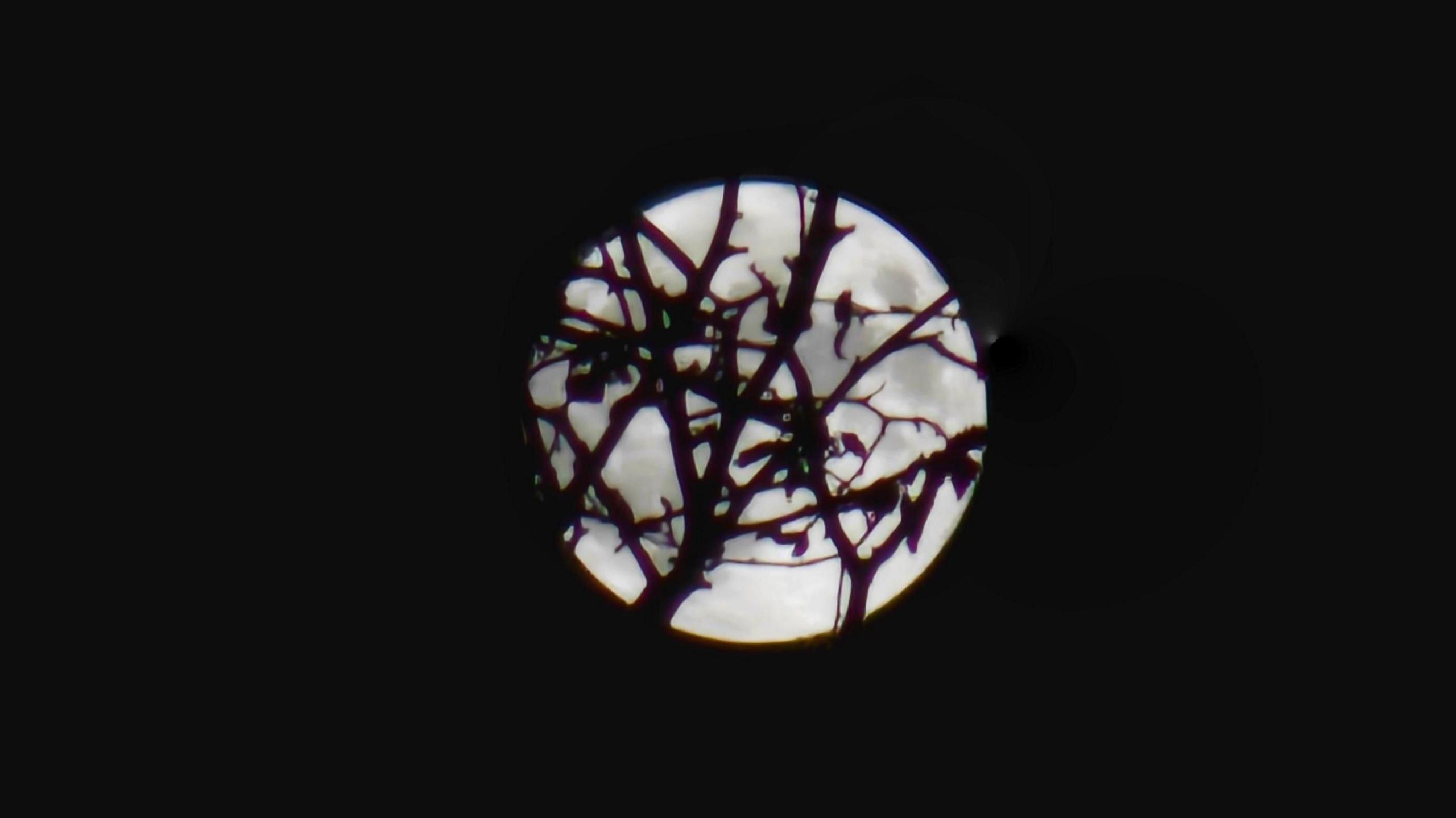 Full Moon photographed behind a tree in dark night sky