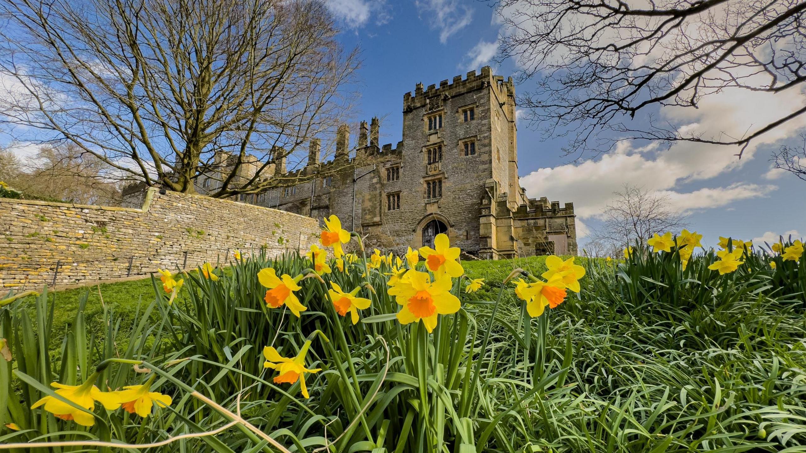 Daffodils in a churchyard with church in the background. 