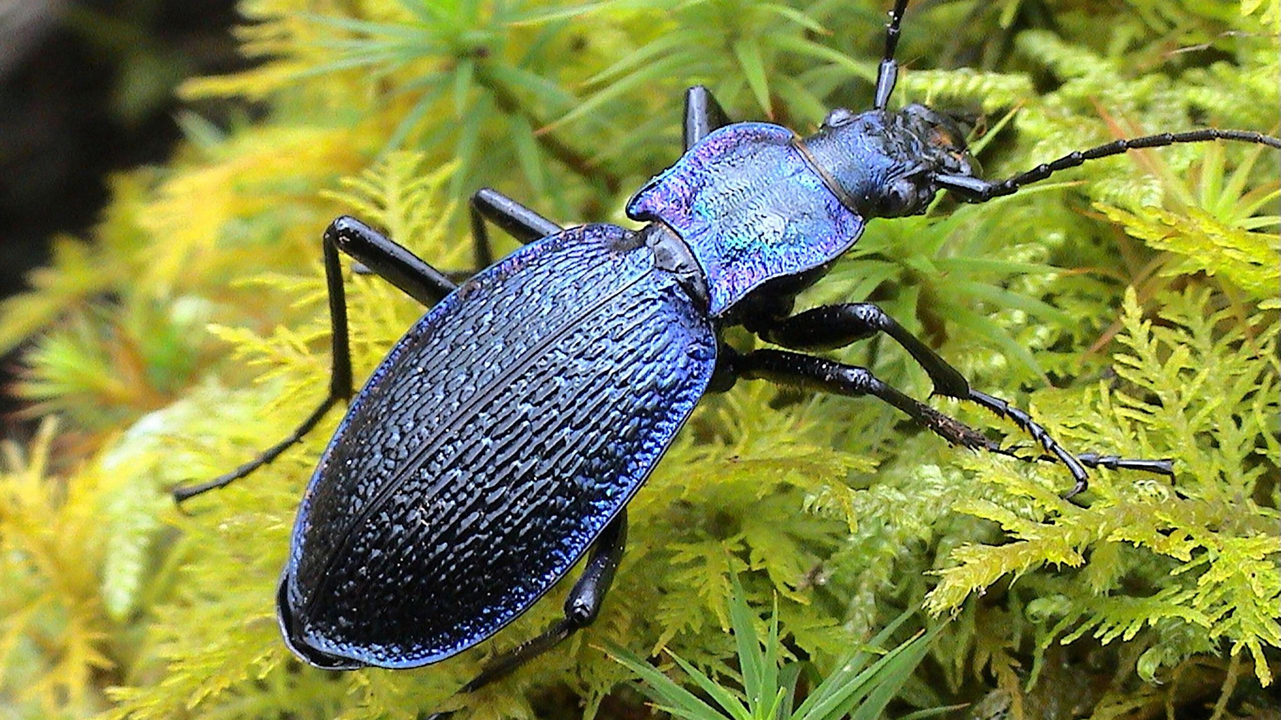 Blue Ground Beetle (Carabus intricatus)