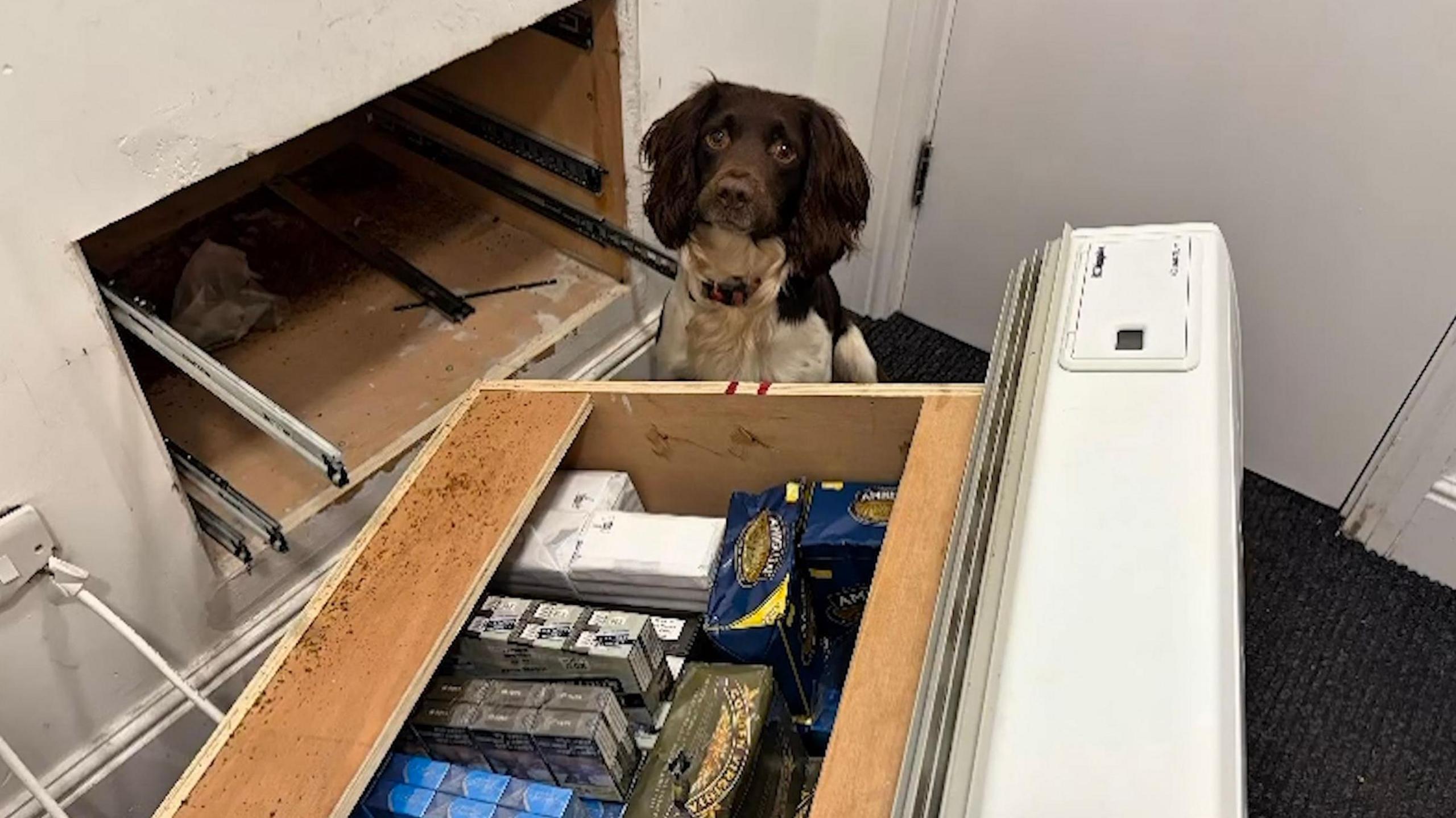 A dog with dark brown fur on its head and a mainly white body looks at the camera. It is sat behind a wooden box which contains wrapped boxes with brands on them in various colours. The box looks to have been ripped from the wall behind the dog as there is a gaping opening behind it.