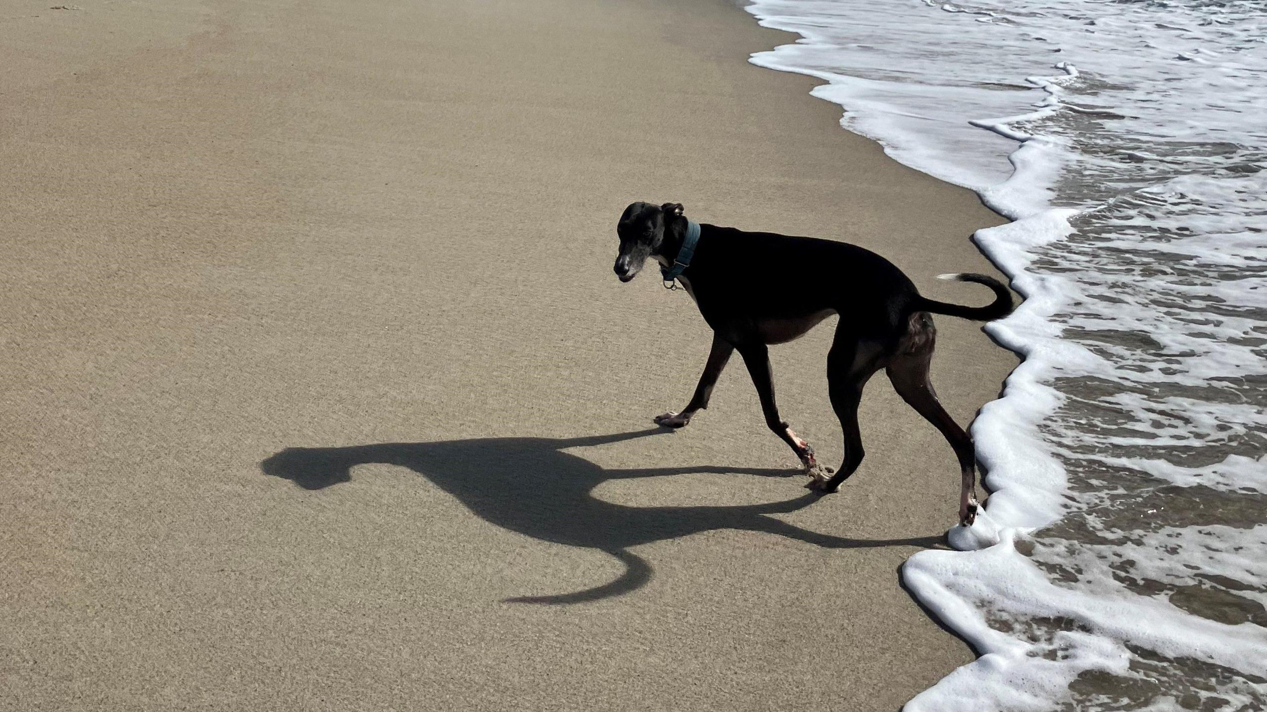 Dog on beach