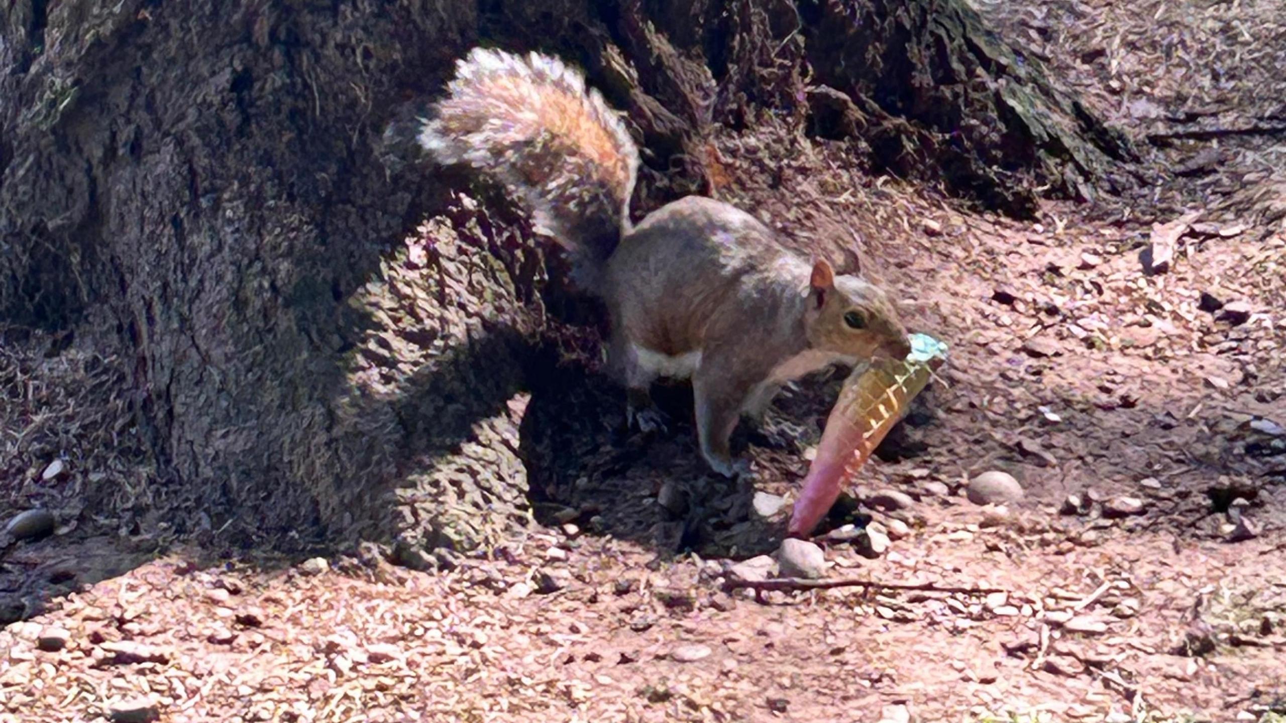 Grey squirrel at the base of a tree eating a rainbow coloured wafer cone