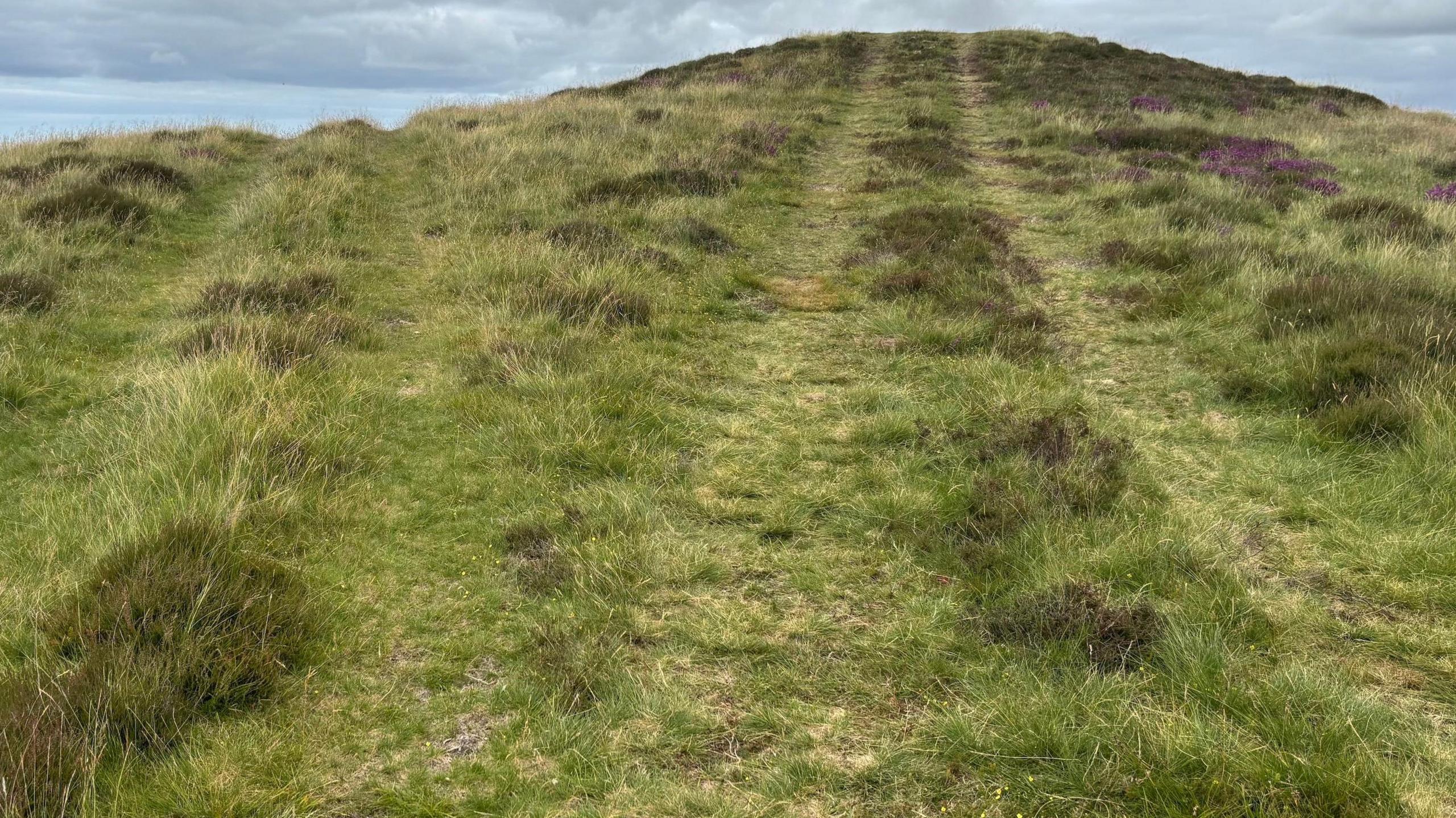 Traciau teiars ar wair yn ardal tomen gladdu o Oes yr Efydd ar Fynydd Hiraethog 