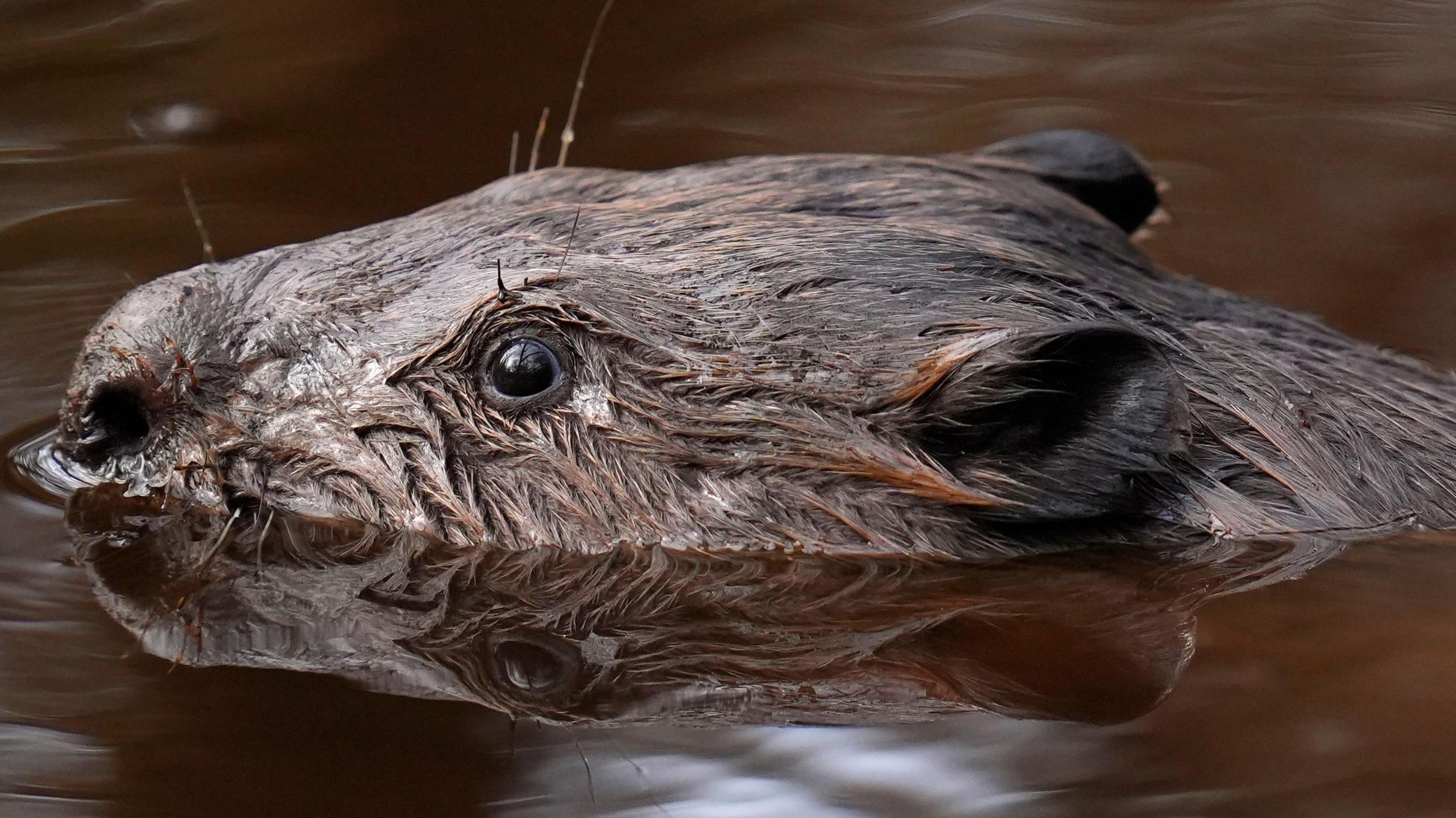 Beaver swimming in the water