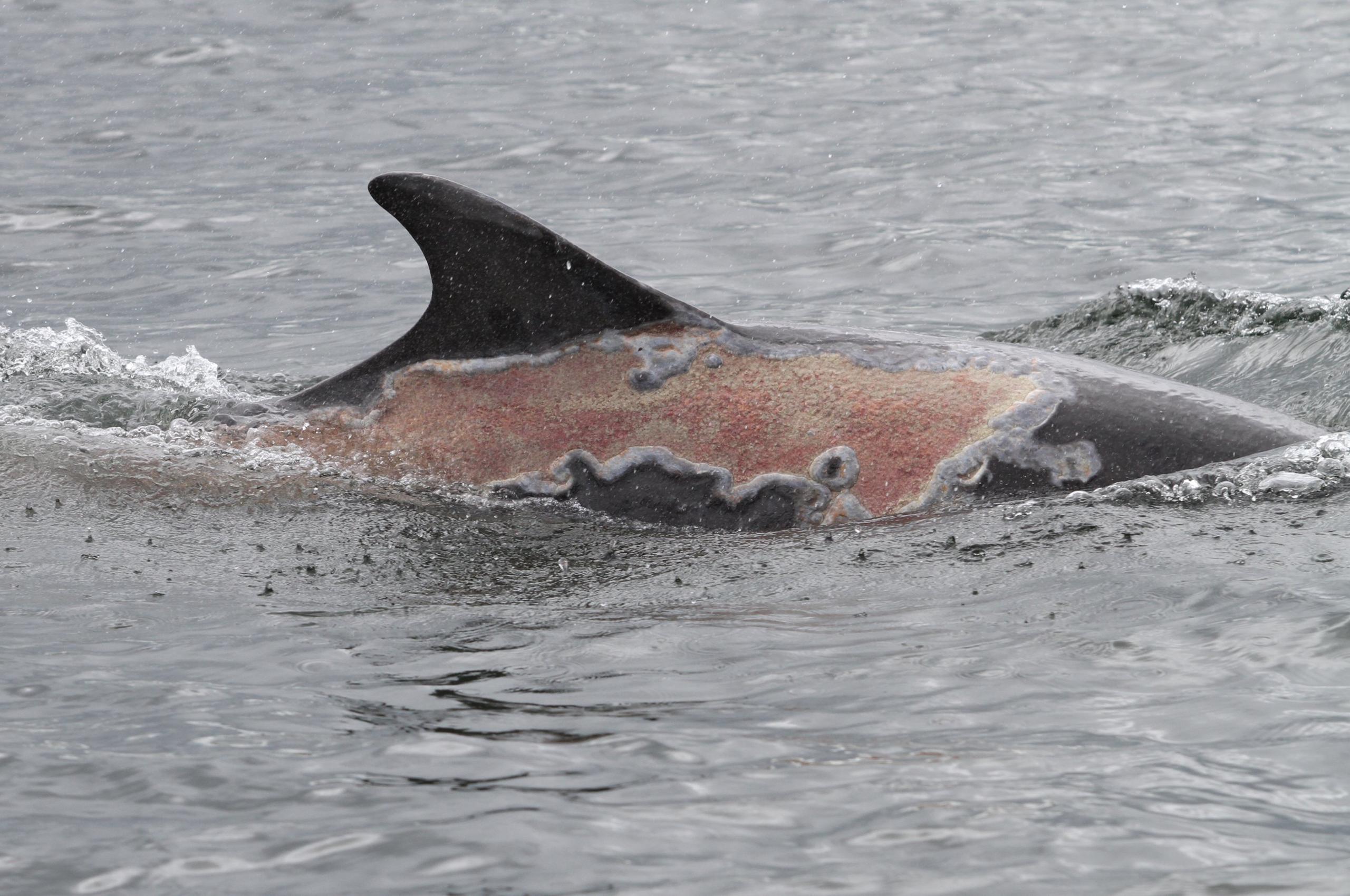 Sunburned dolphin Spirtle