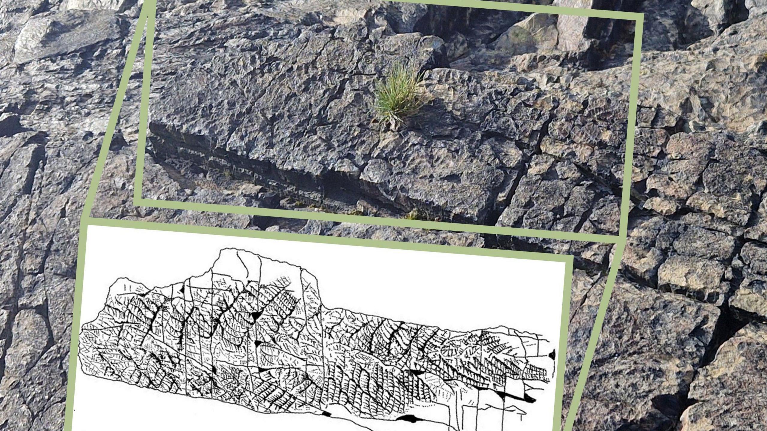 A sketch of the fossil coming out of the fossil.