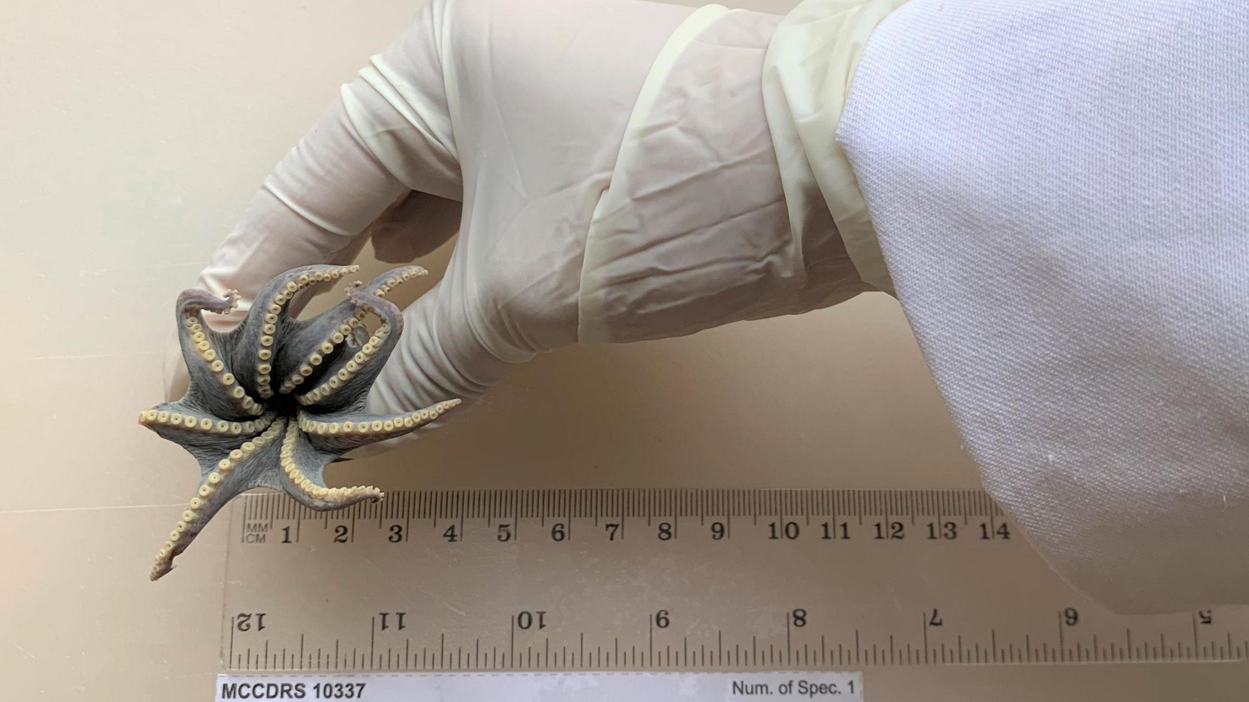Octopus is being held by a gloved hand next to a plastic ruler 
