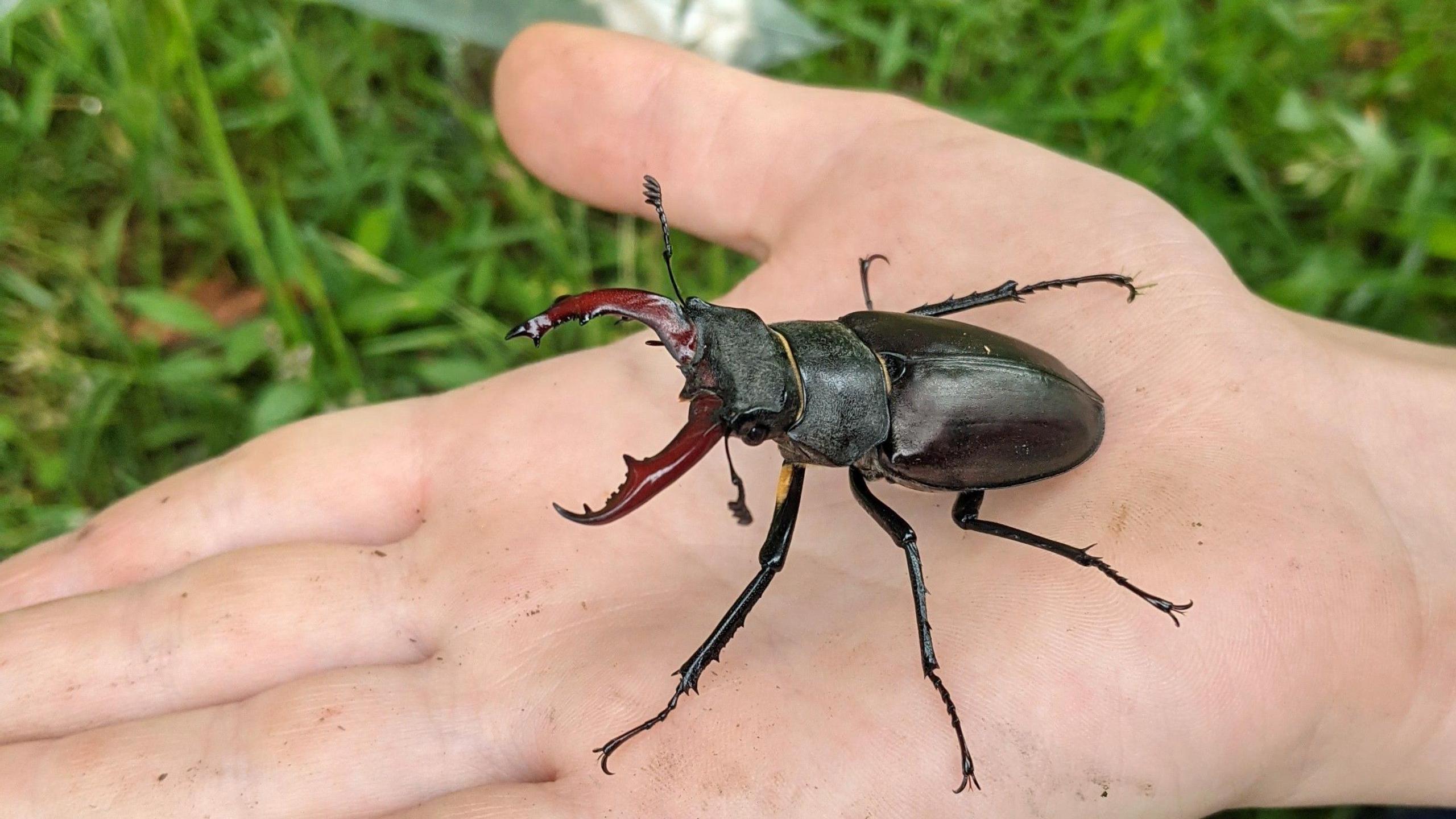 stag beetle.