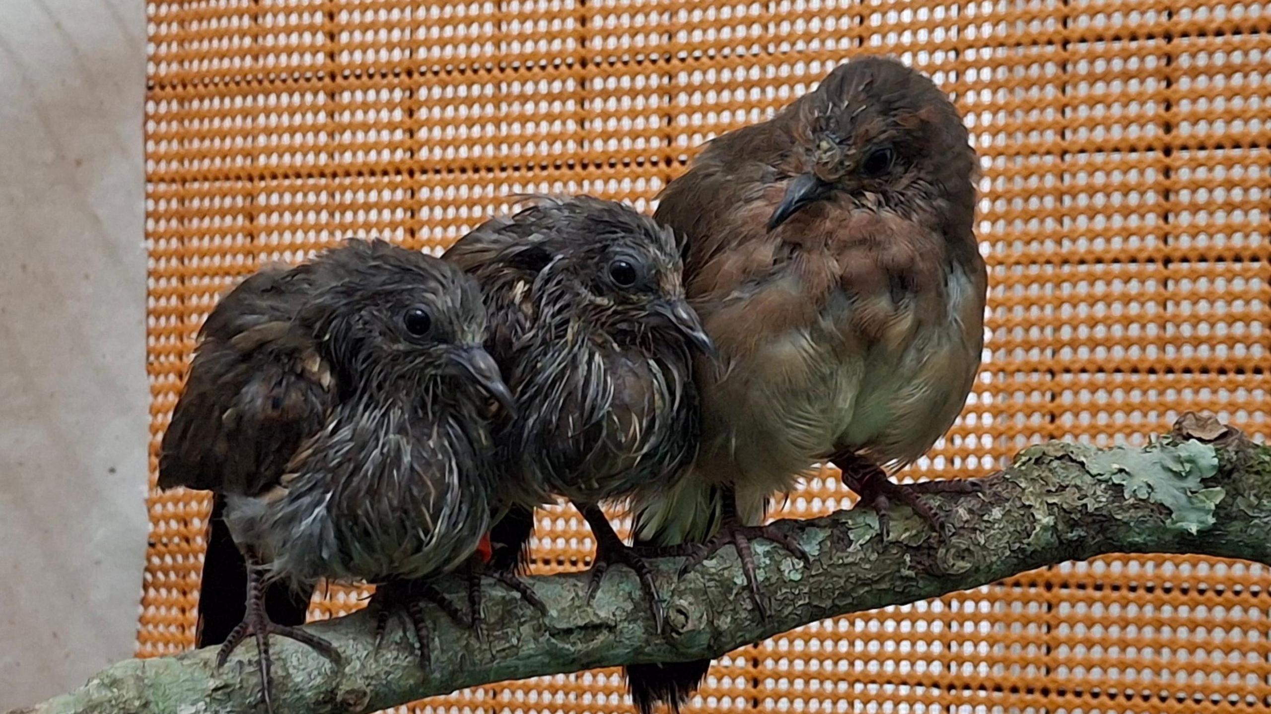 Three blue-eyed ground doves