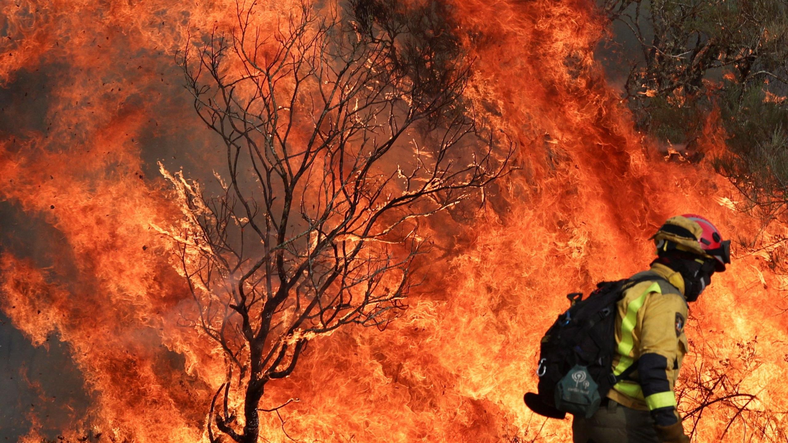 A firefighter walks past a wildfire that engulfs a tree and nearby vegetation
