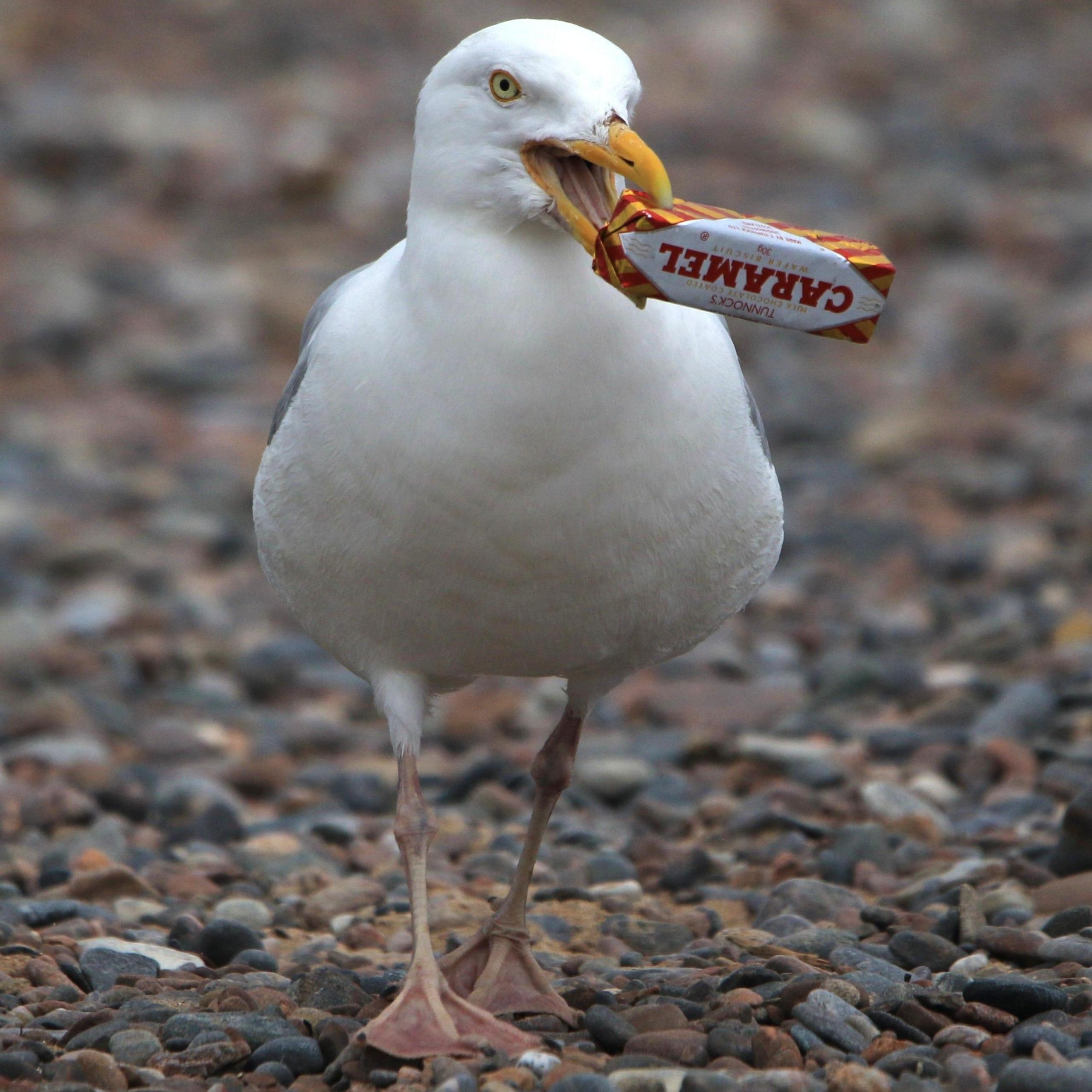 A gull walking along with a biscuit in a wrapper in its mouth.