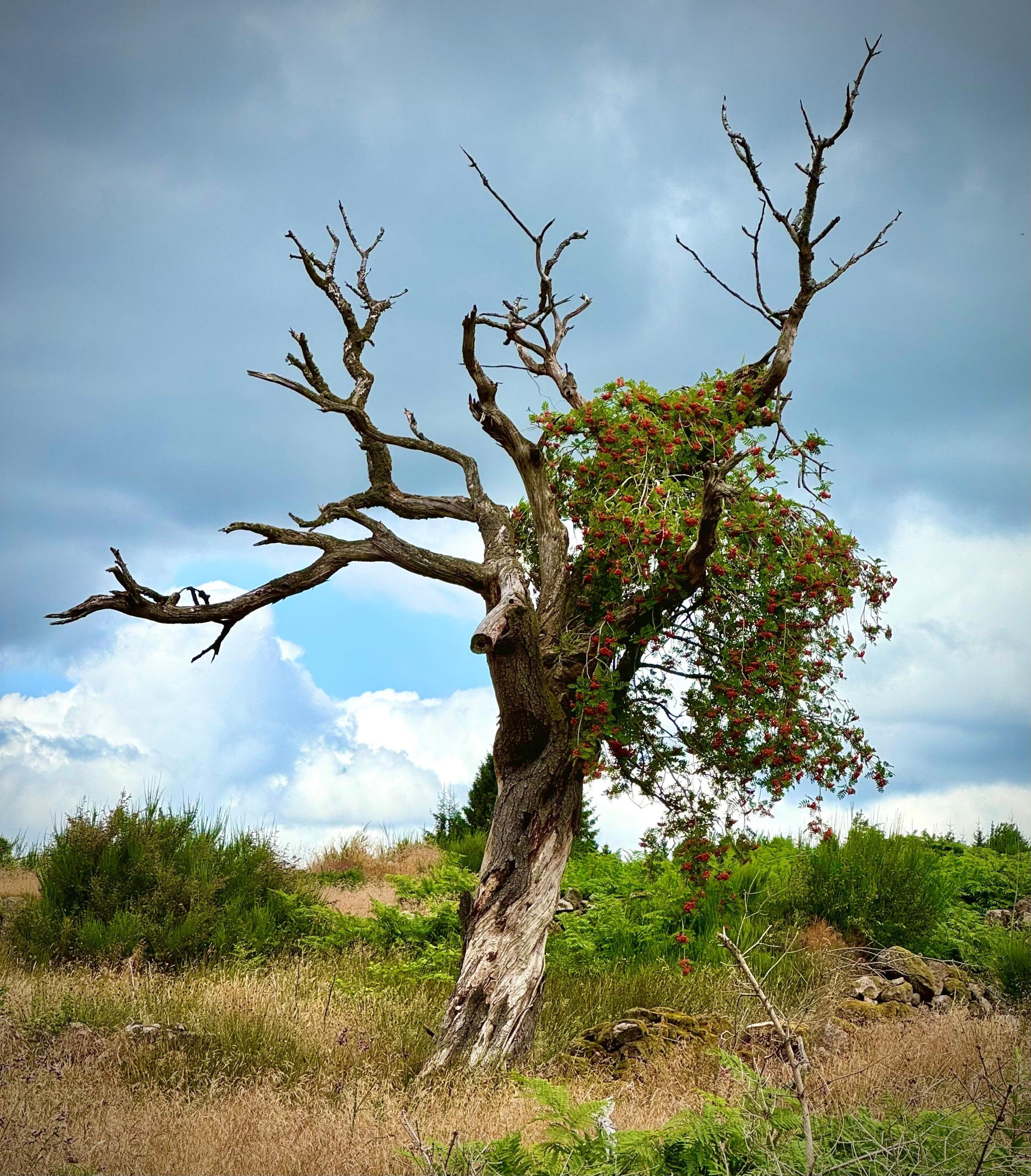 Tree near Strachan Aberdeenshire 