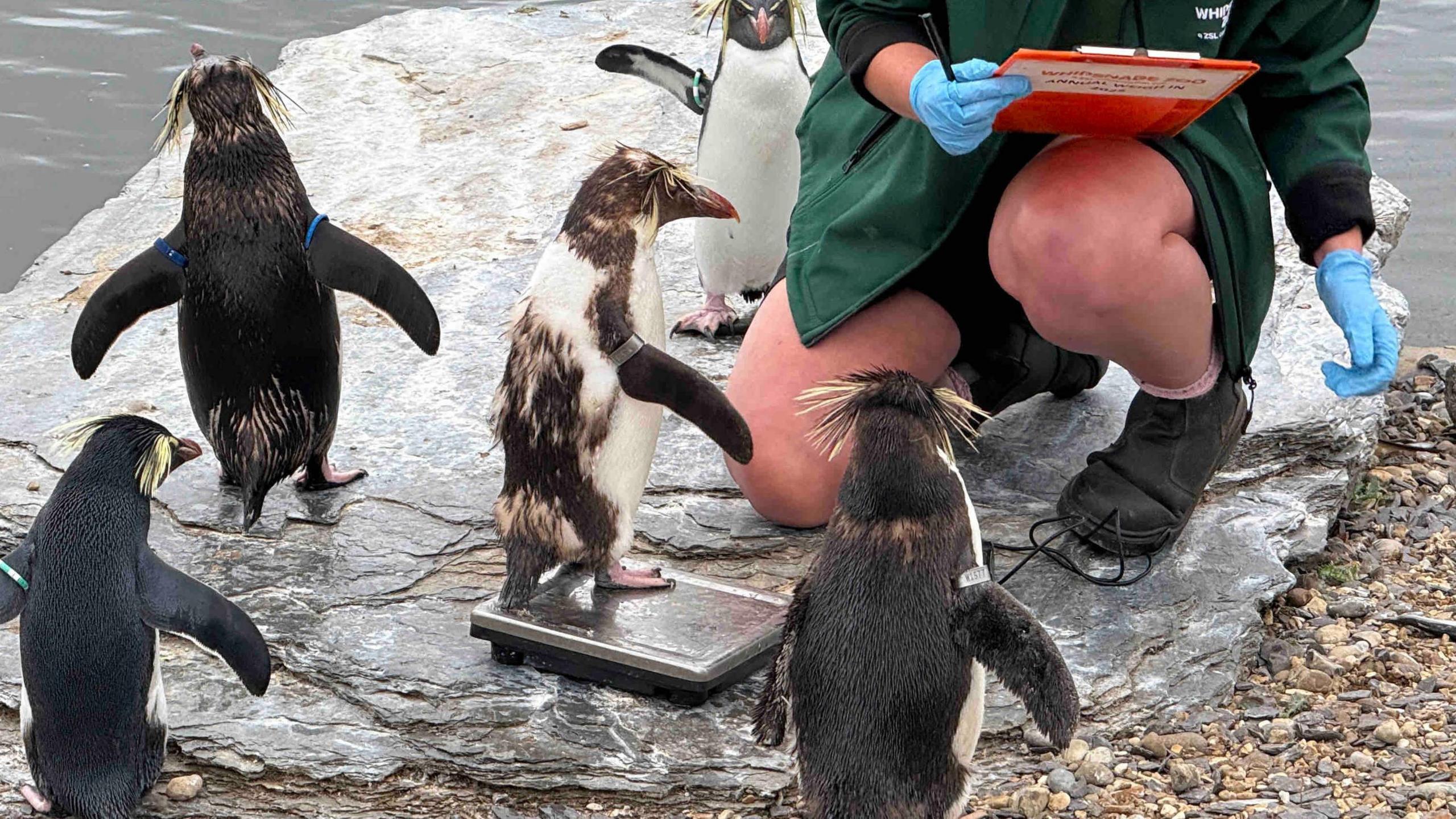 Three black penguins with their flippers stretched out are watching a black and white penguin standing on small black and white weighing scales. The knees of a zoo keeper are visible as she kneels down to record the weight on a red clipboard.