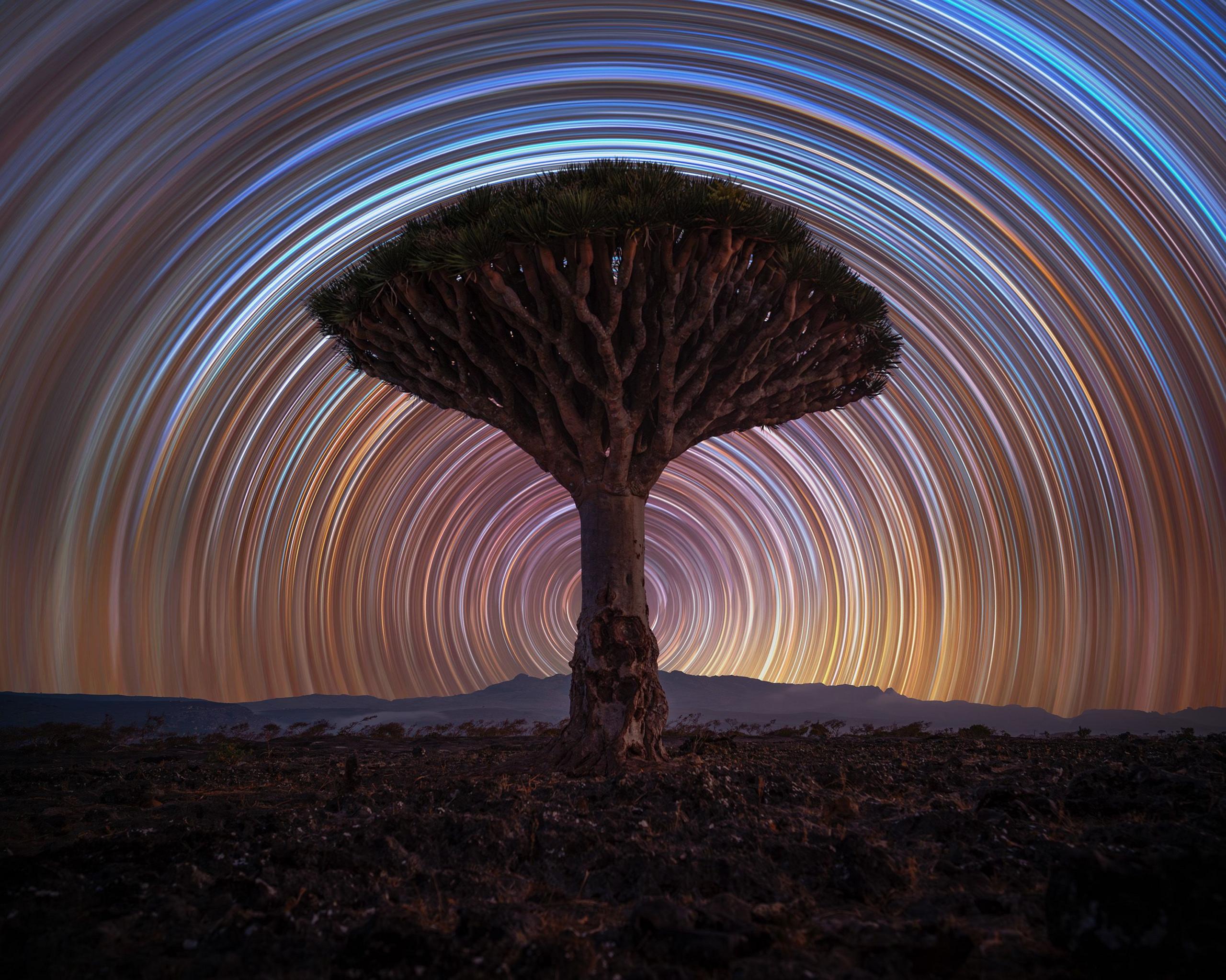 A dragon tree.