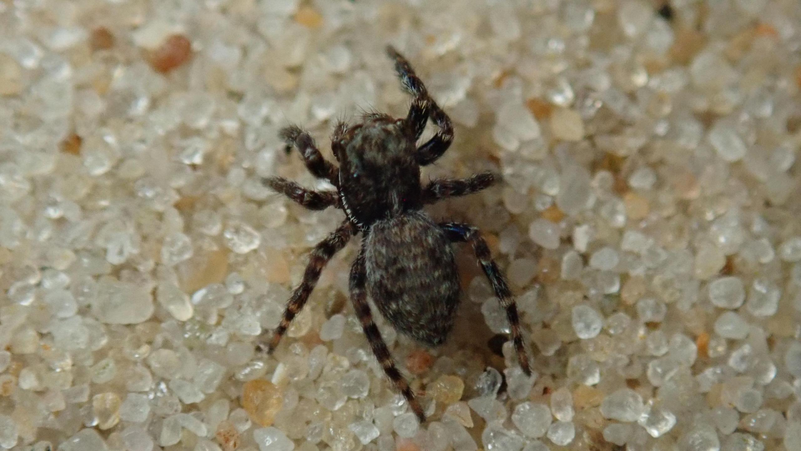 A photo of a small, dark coloured spider that has some fur on its body. It is pictured sitting on a tiny translucent bed of shingle. 