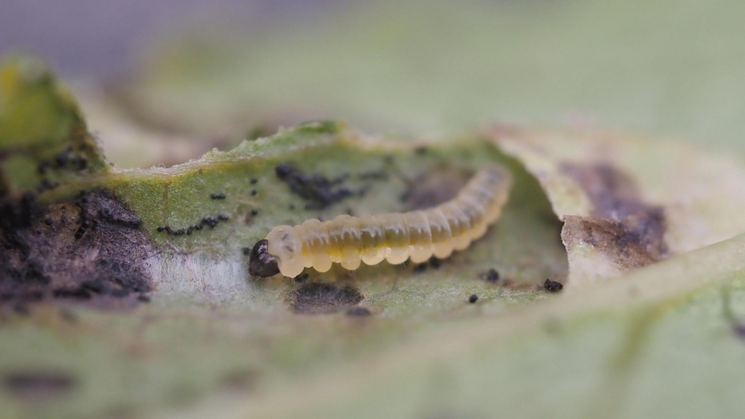 Highland nymph caterpillar 