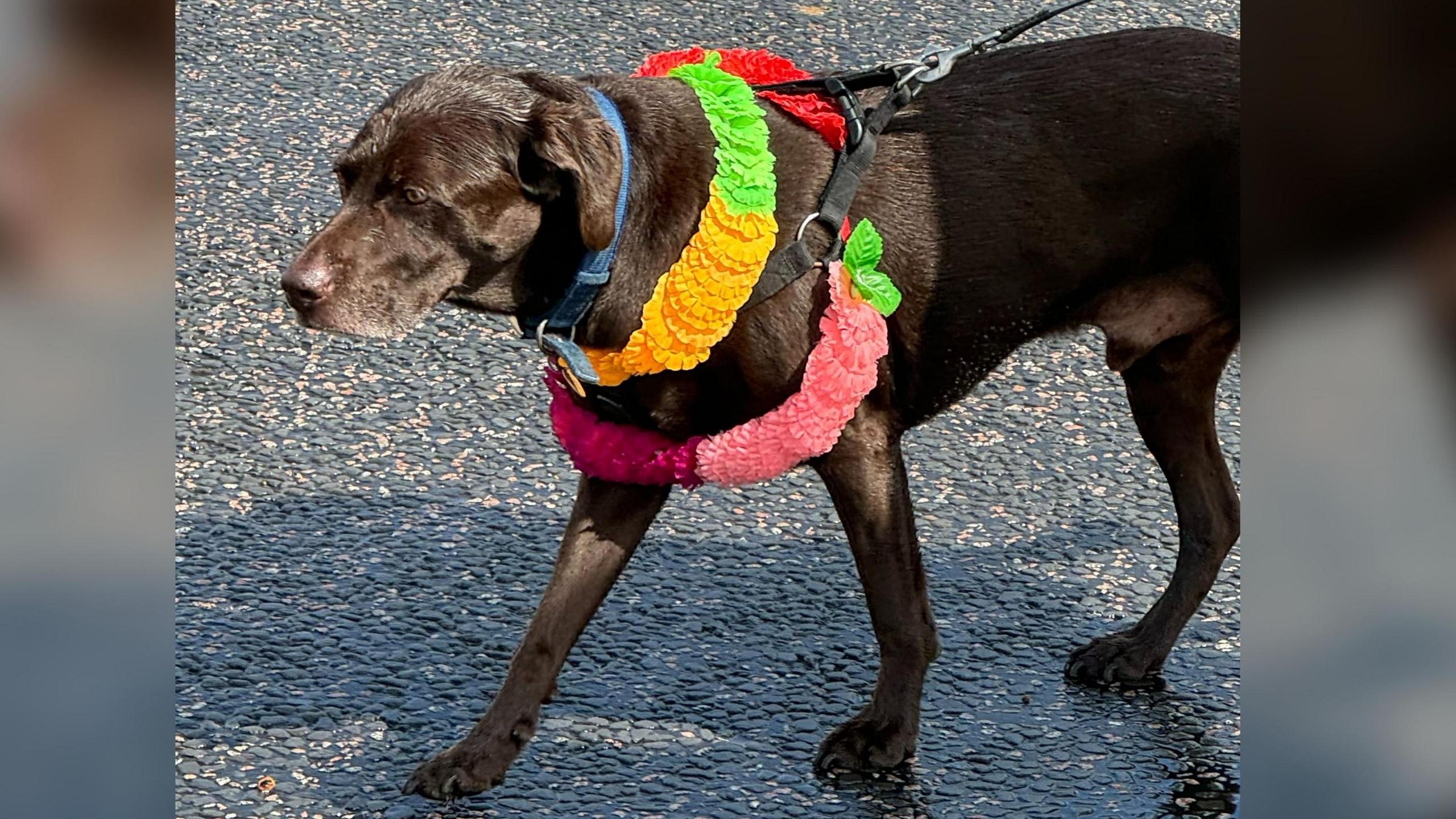 A brown dog with its harness covered in bright coloured flowers pictured at the parade