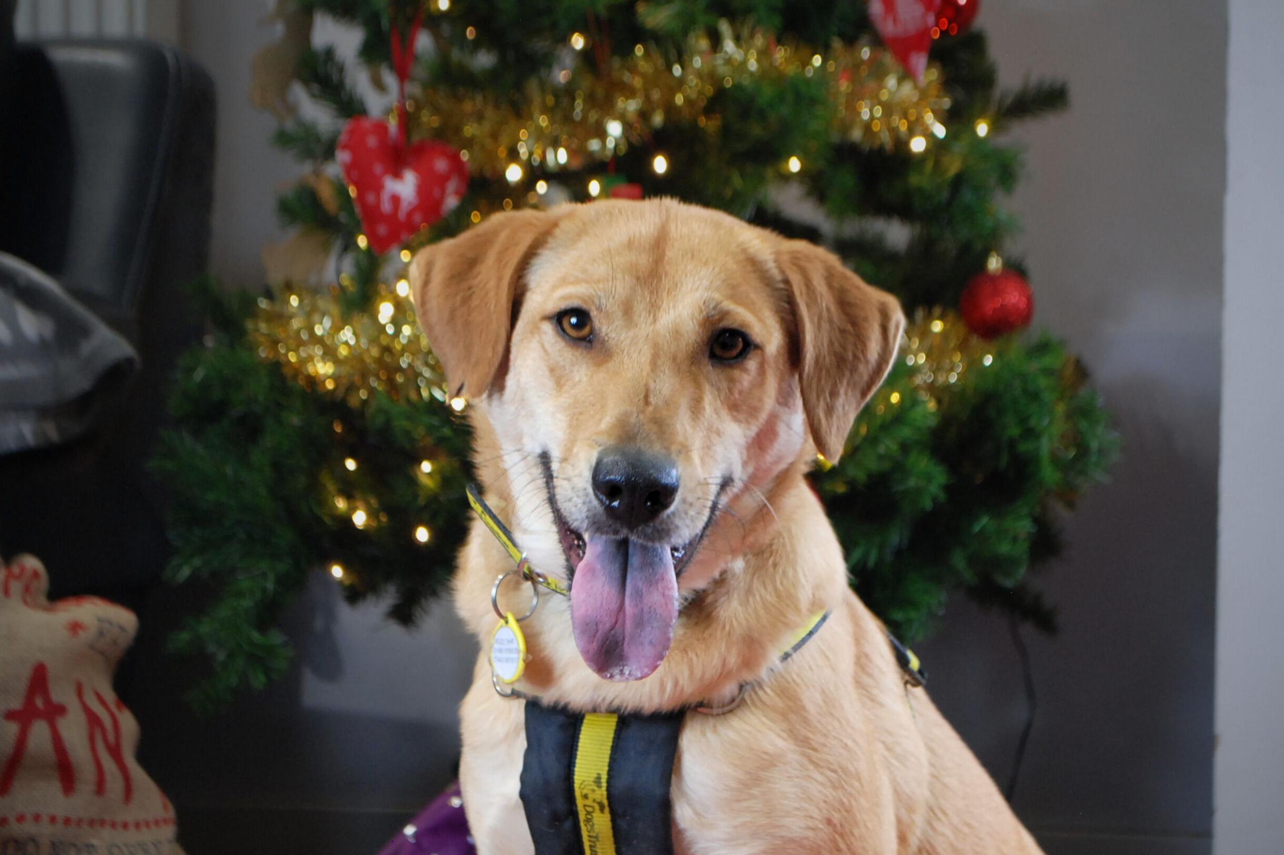 Ray the cross breed dog is sitting in front of a Christmas Tree