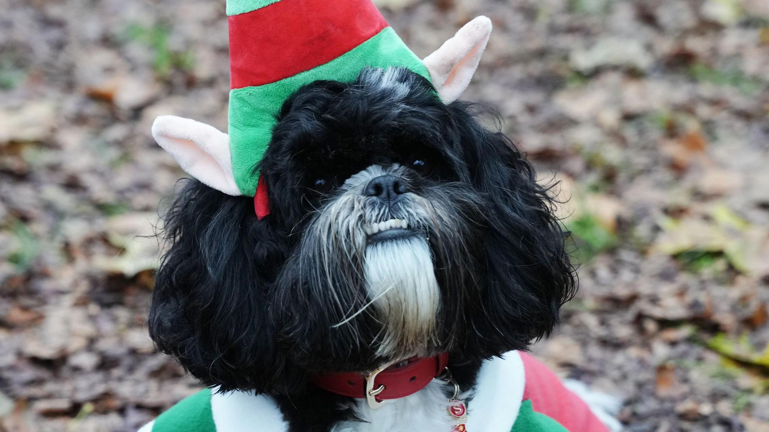 A black dog in a christmas elf costume with a red and green striped hat and faux ears.