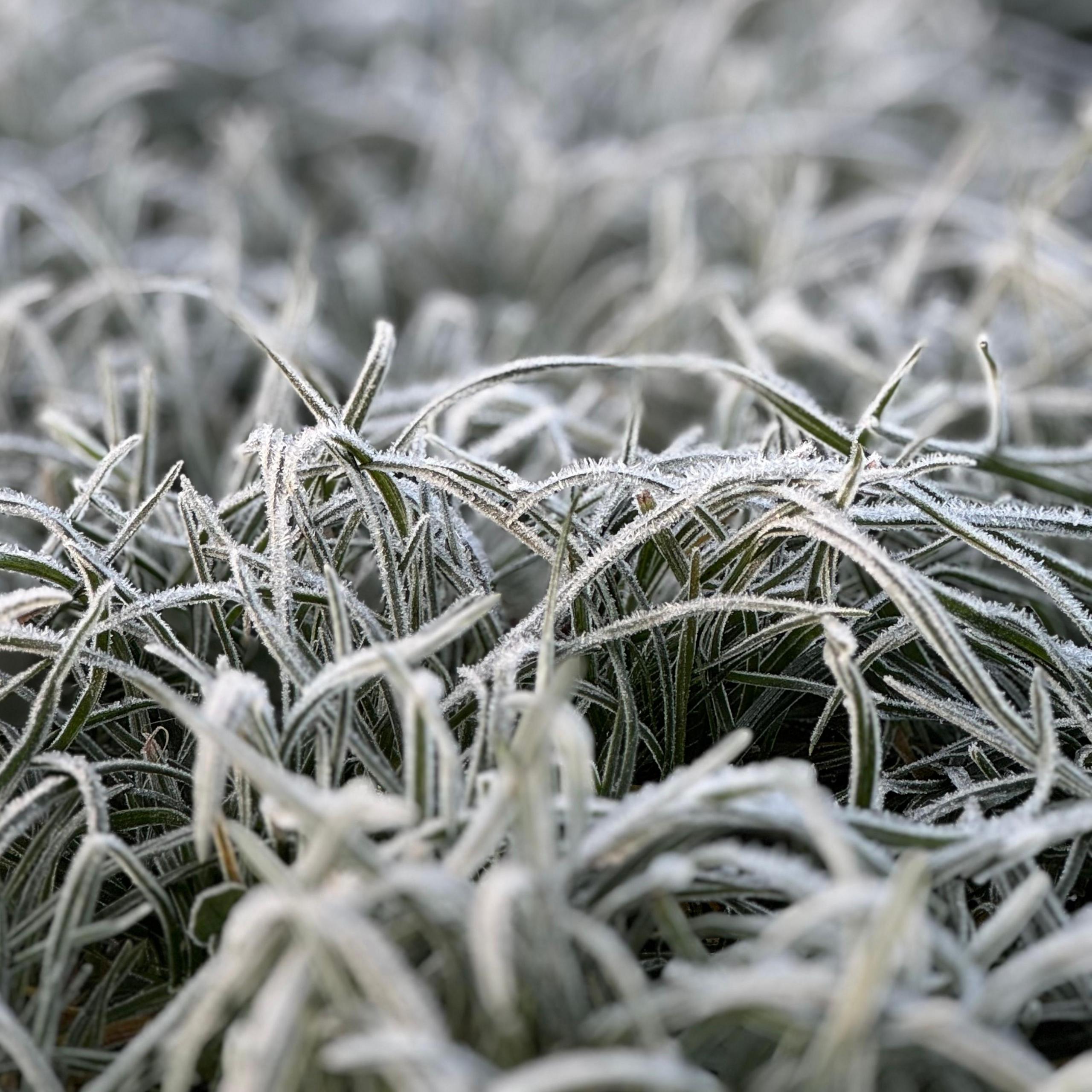 A close-up view of a small tuft of very frosty blades of grass