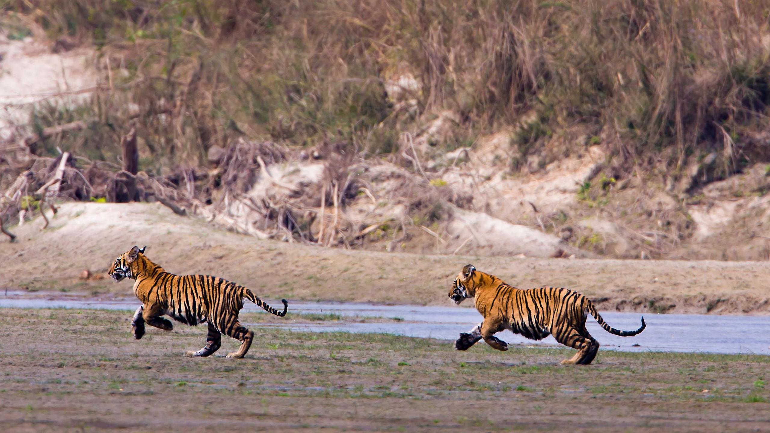 Two young wild tigers runing in Bardia National Park, Nepal