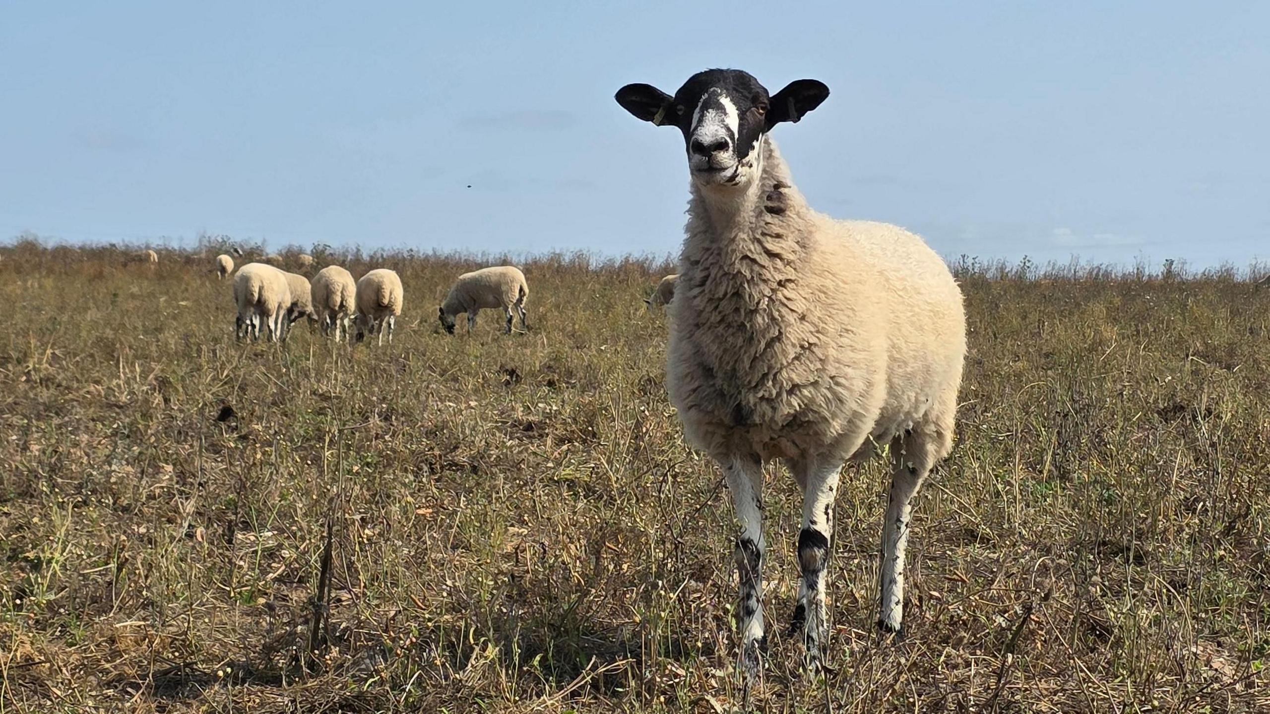 A sheep stands in a field looking at the camera. Several others are grazing behind it. The sky is blue