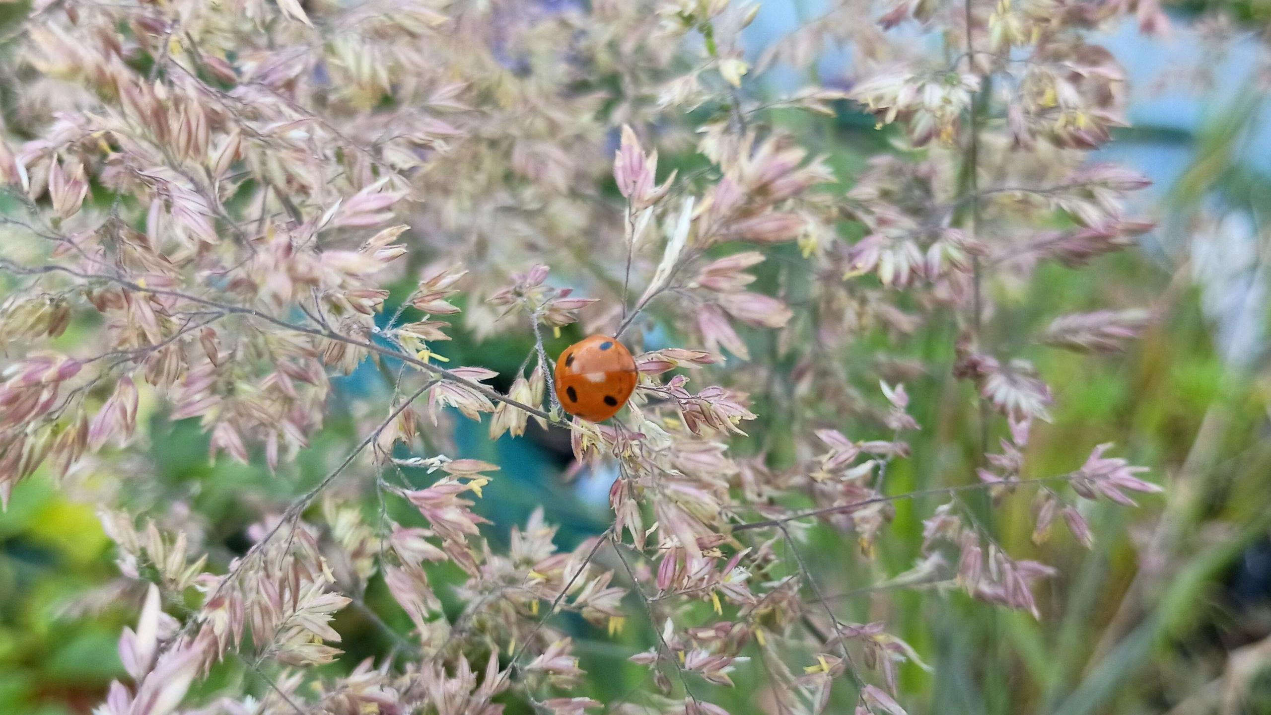 The red and black spotted shell of a ladybird clinging on to the stem of a plant. 