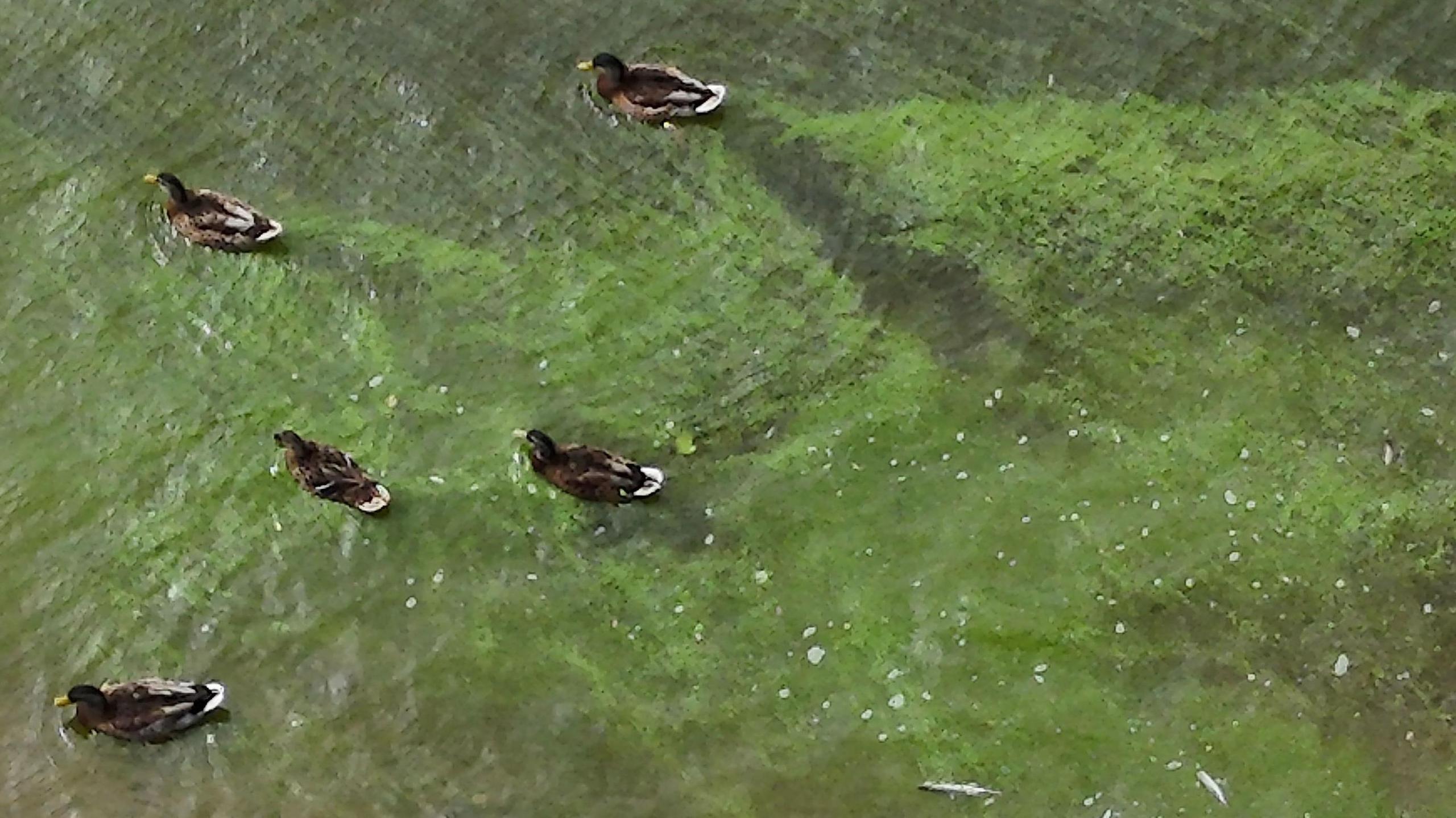 Mallard ducks swim in water surrounded by blue green algae.