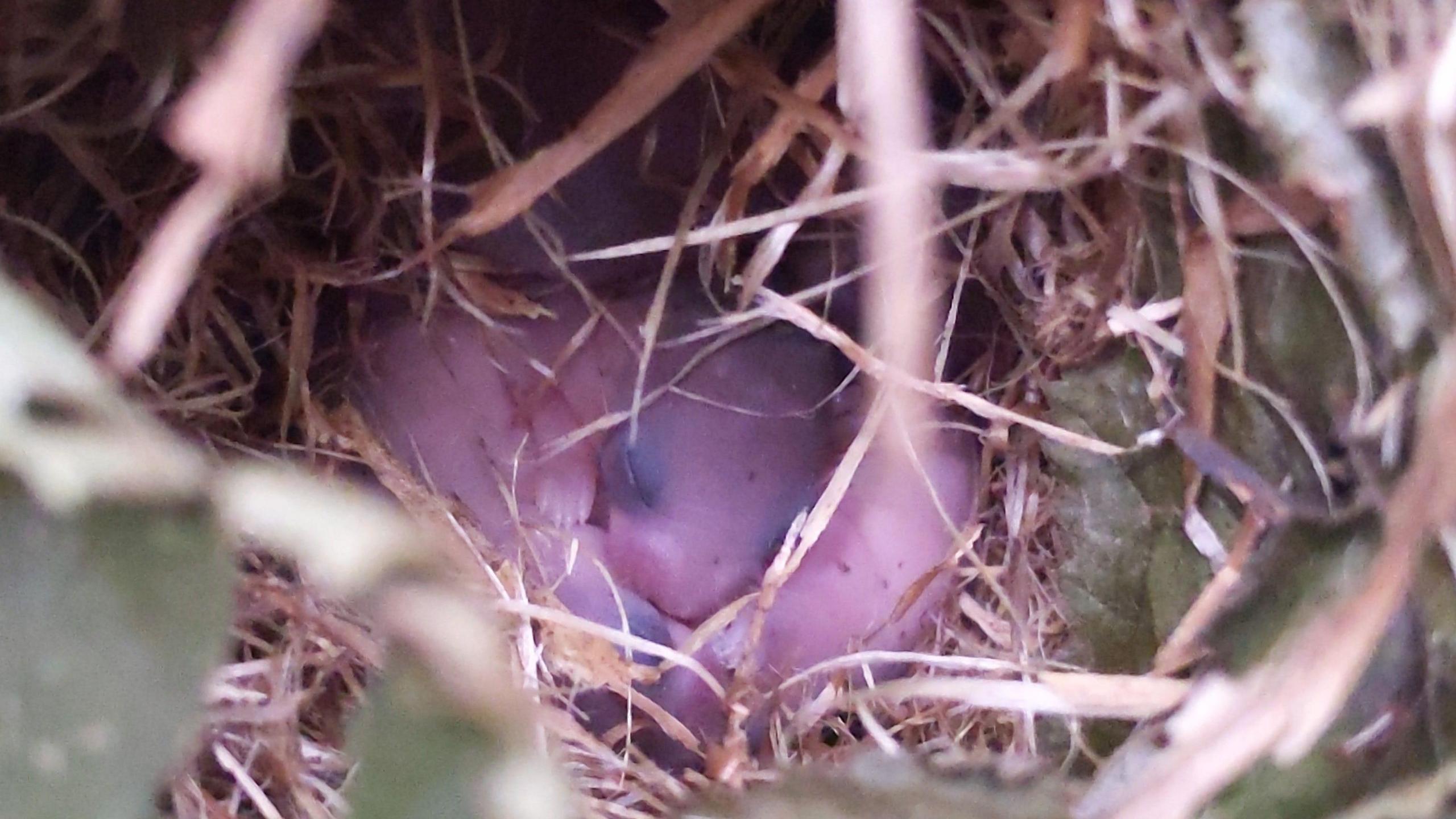A pink baby dormouse in a nest surrounded by straw and leaves
