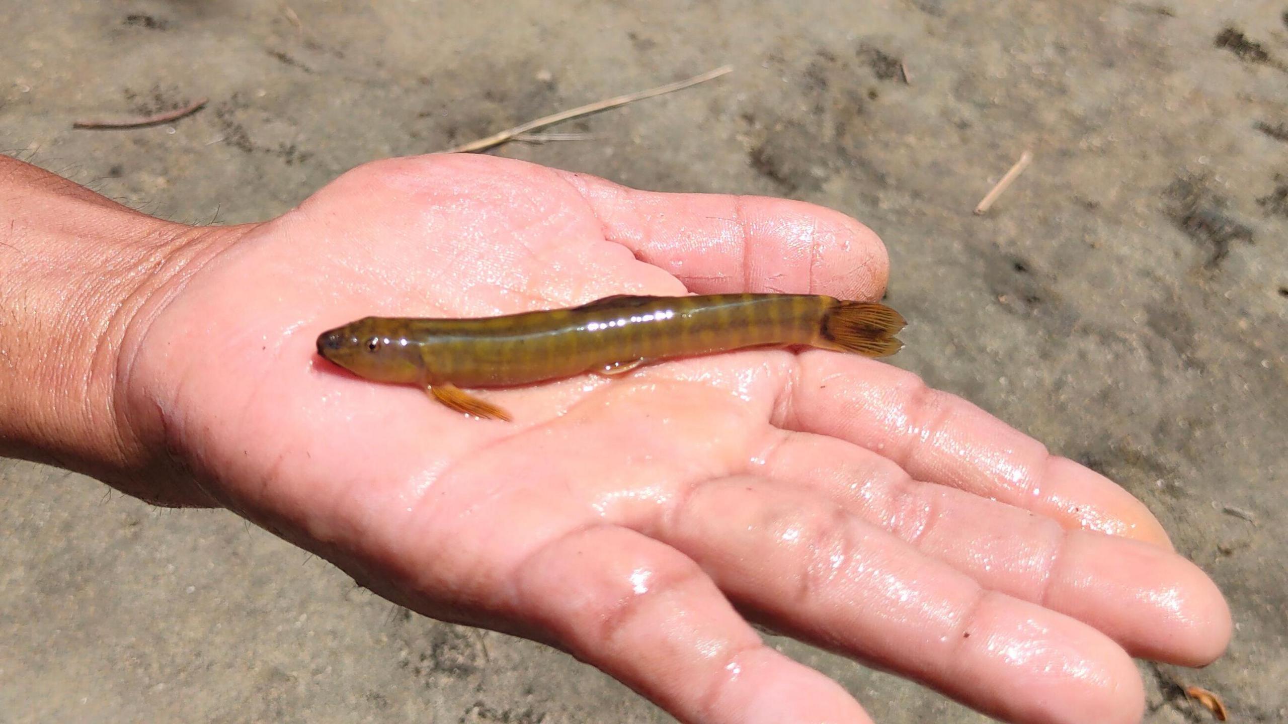 A man holds a yellowish-greenish fish with black stripes on the palm of his hand.