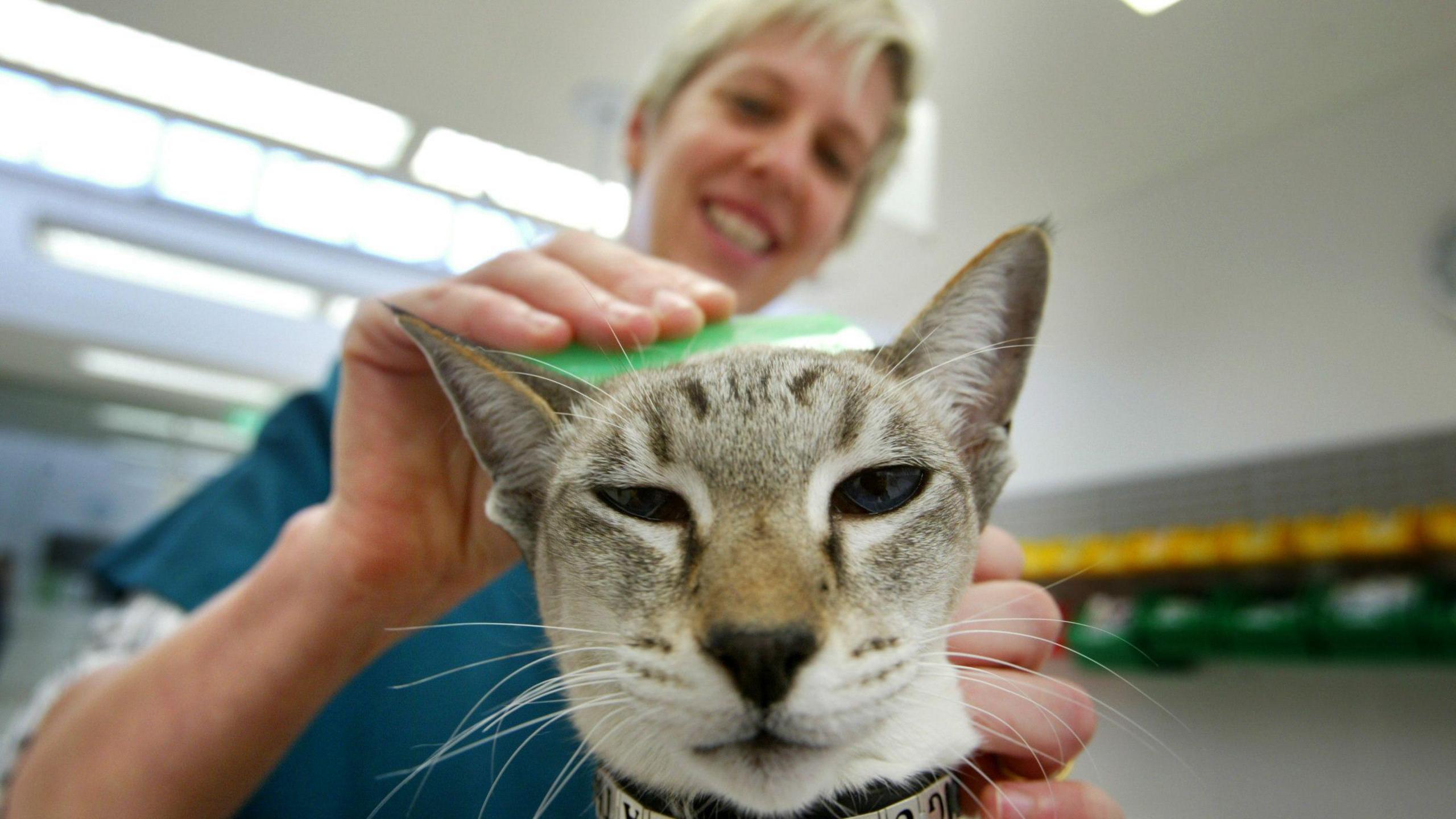 In the foreground, a cat squints at the camera. Behind her and out of focus, a vet can be made out, smiling and wearing blue scrubs as she uses a bright green flea comb to inspect the fur on the cat's head.