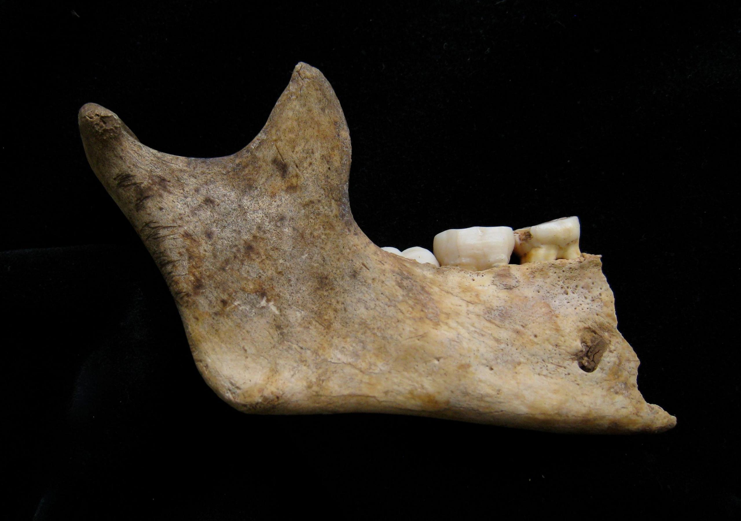 Jaw of child aged about 10 years with cutmarks 