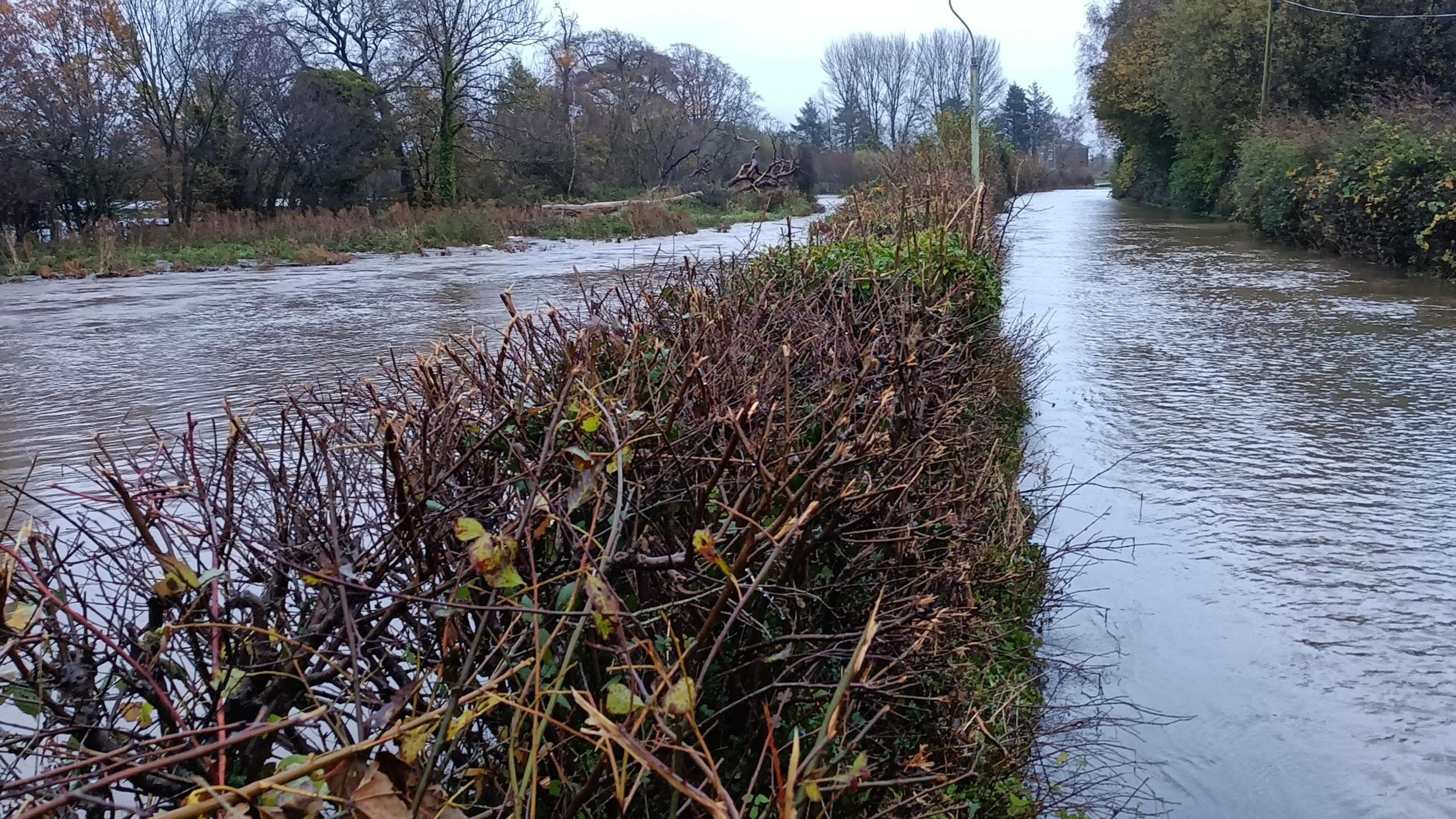 Two flooded paths with a row of hedges in between. There are trees in the background as well as grey skies. 