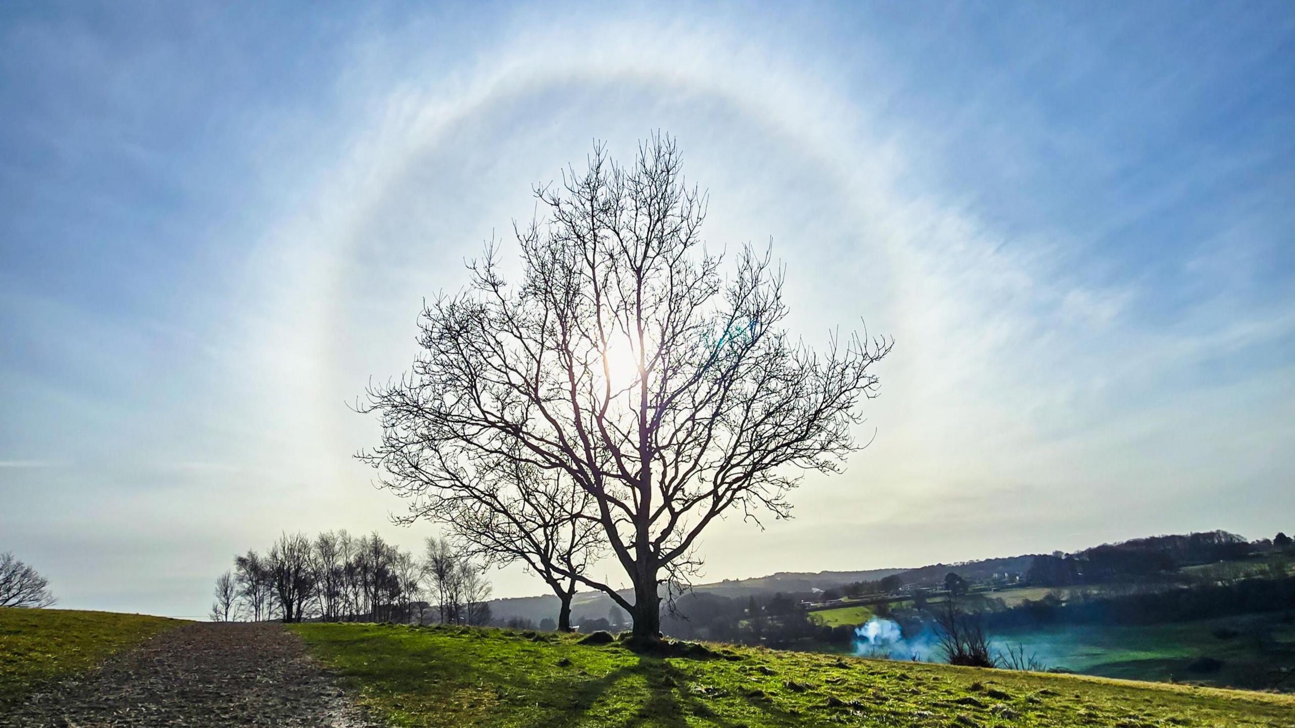 A tree is in the centre of the photo surrounded by a halo of light created by the sun behind it. The sky is bright blue and the grass underneath the tree is a vibrant green.