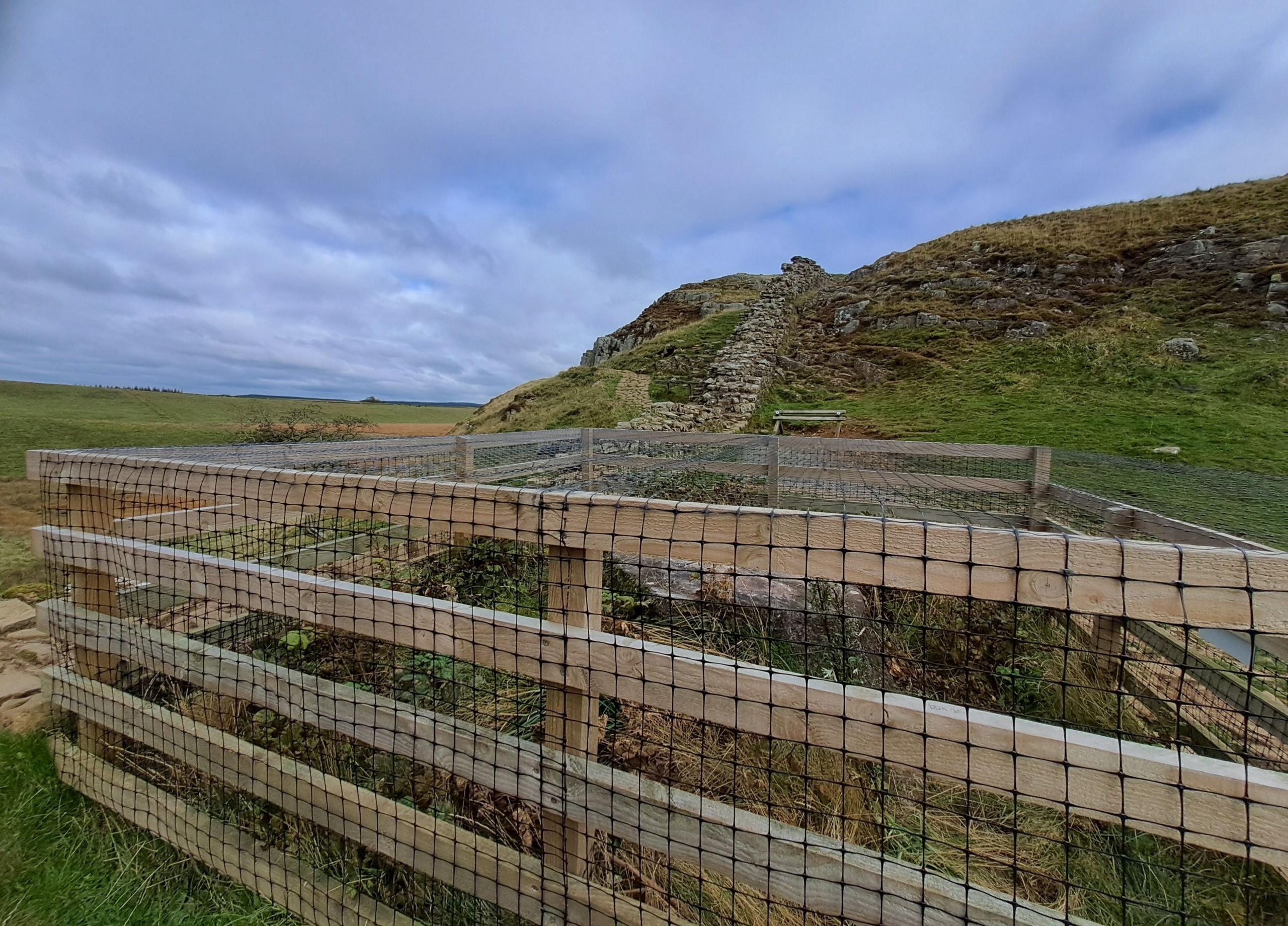 A wooden protective cage is covered in wire mesh netting and fences off the stump of the Sycamore Gap tree. Behind the cage is Hadrian's wall, surrounded by green space.