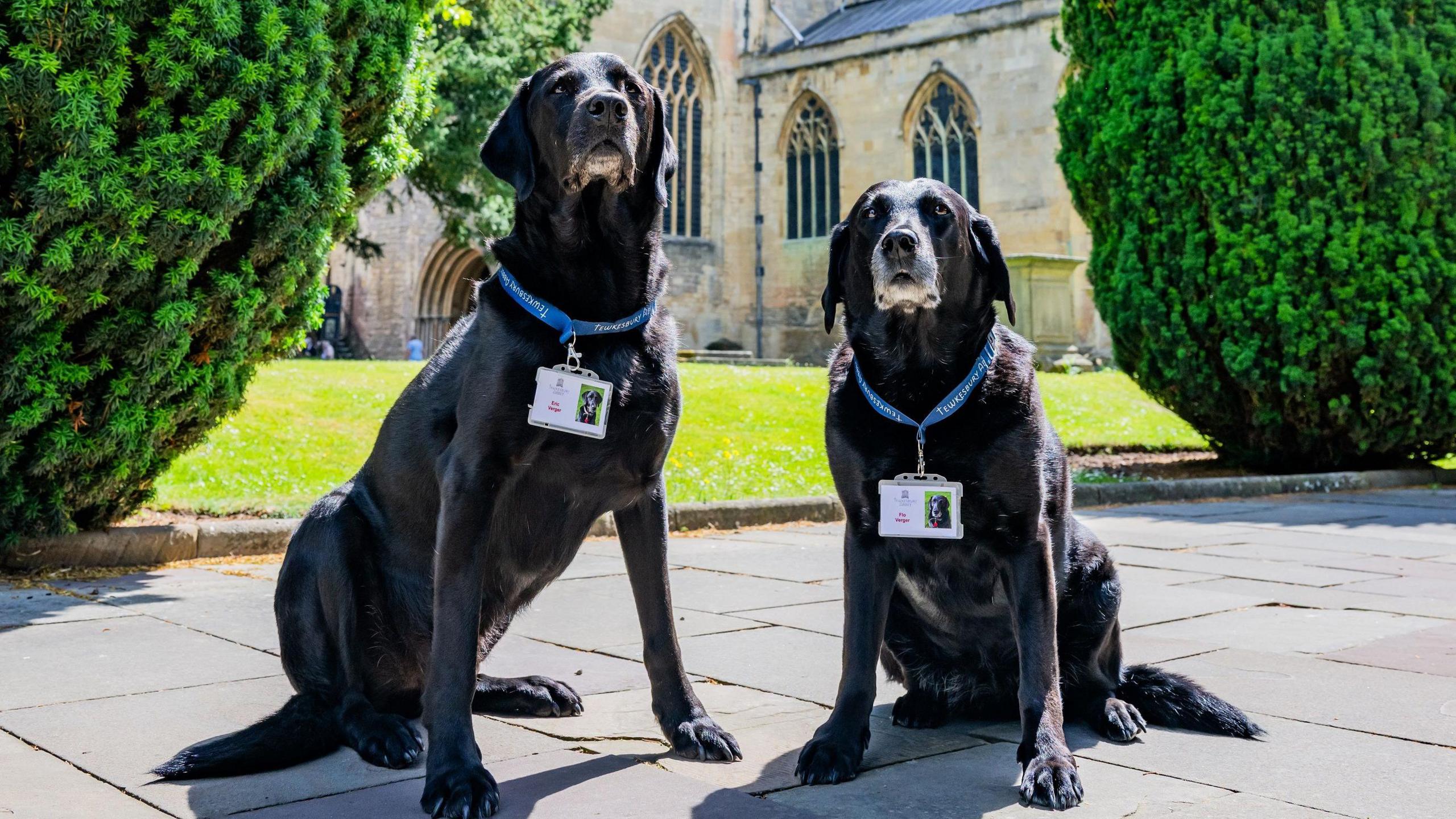 Two older black Labradors, with white fur around their muzzles, sit down on a paved area in front of Tewkesbury Abbey - a church - with their blue lanyards on. There is a lawn behind them and two large bushes.