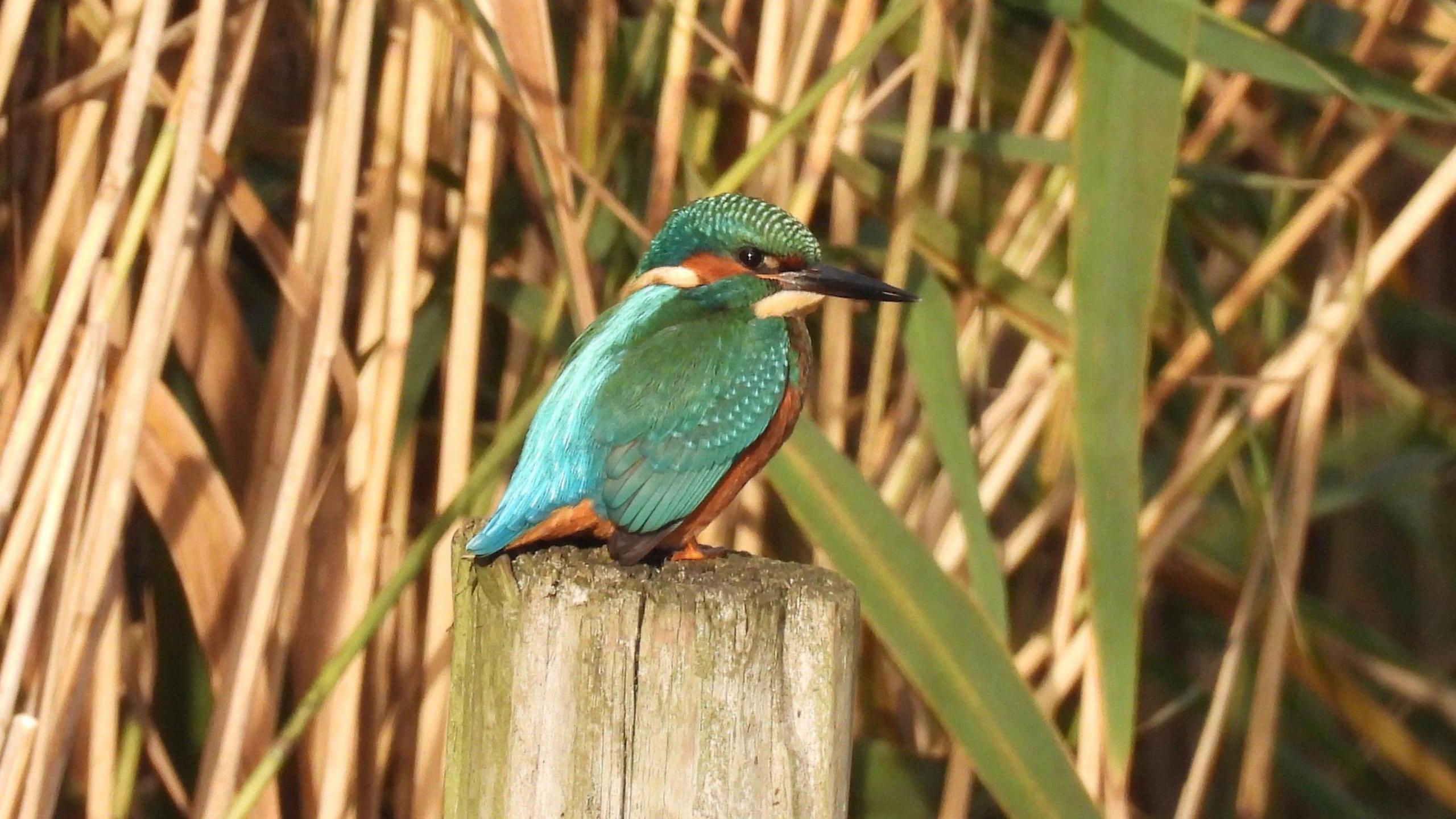A brilliant blue kingfisher is perched on a wooden fence post against a backdrop of green and brown reeds.