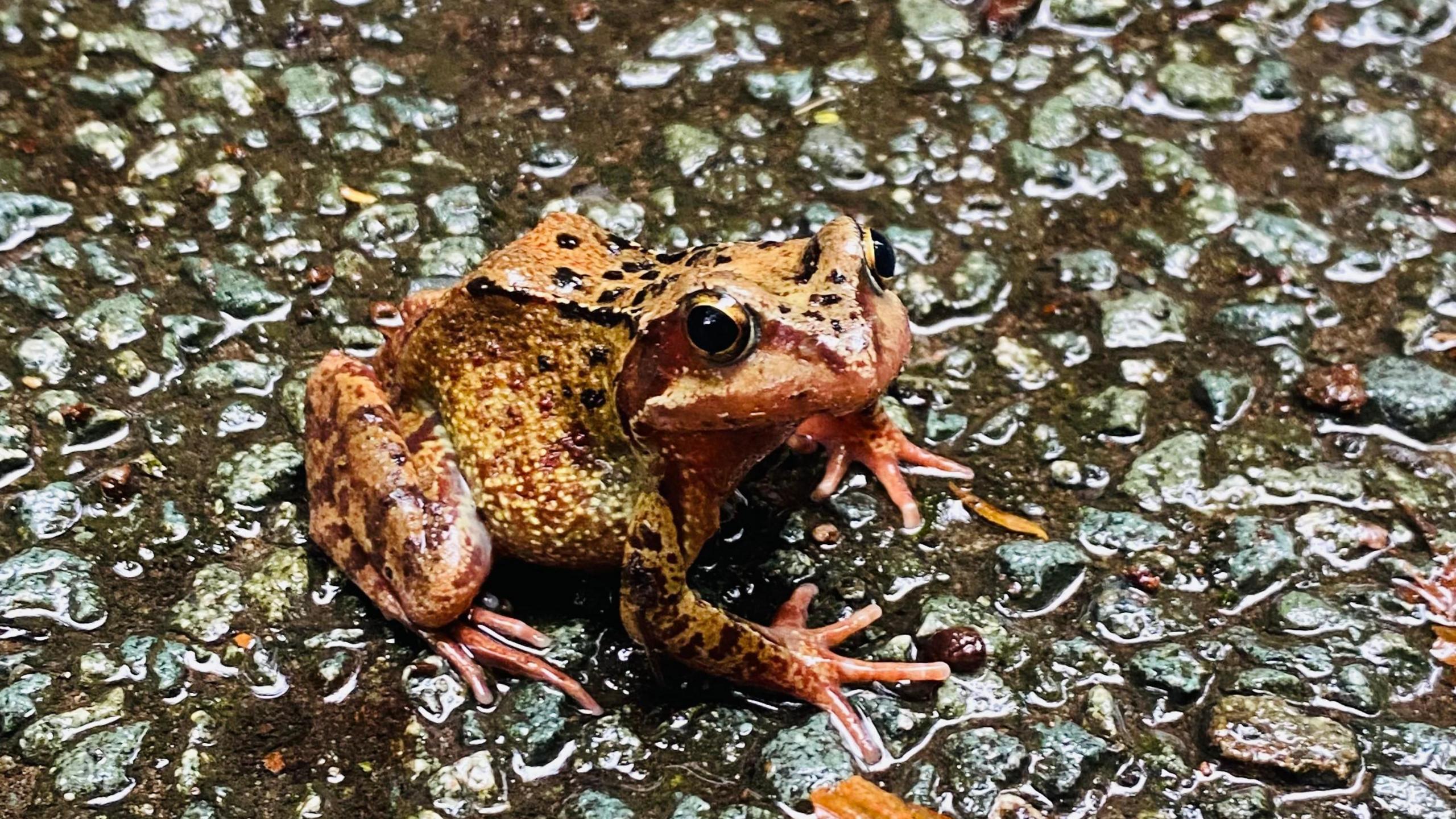 An orange toad with black markings sits on the wet ground, it has black eyes and pinkish fore-limbs