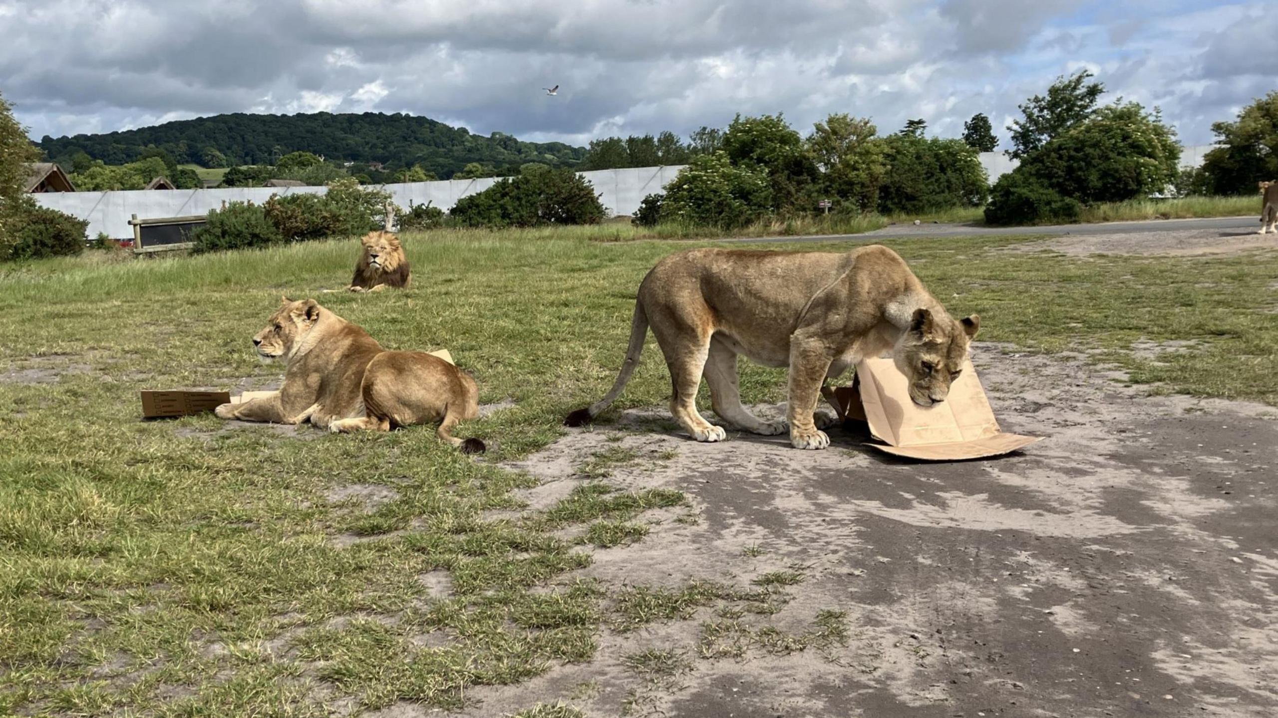 Three lions choosing England to get knocked out