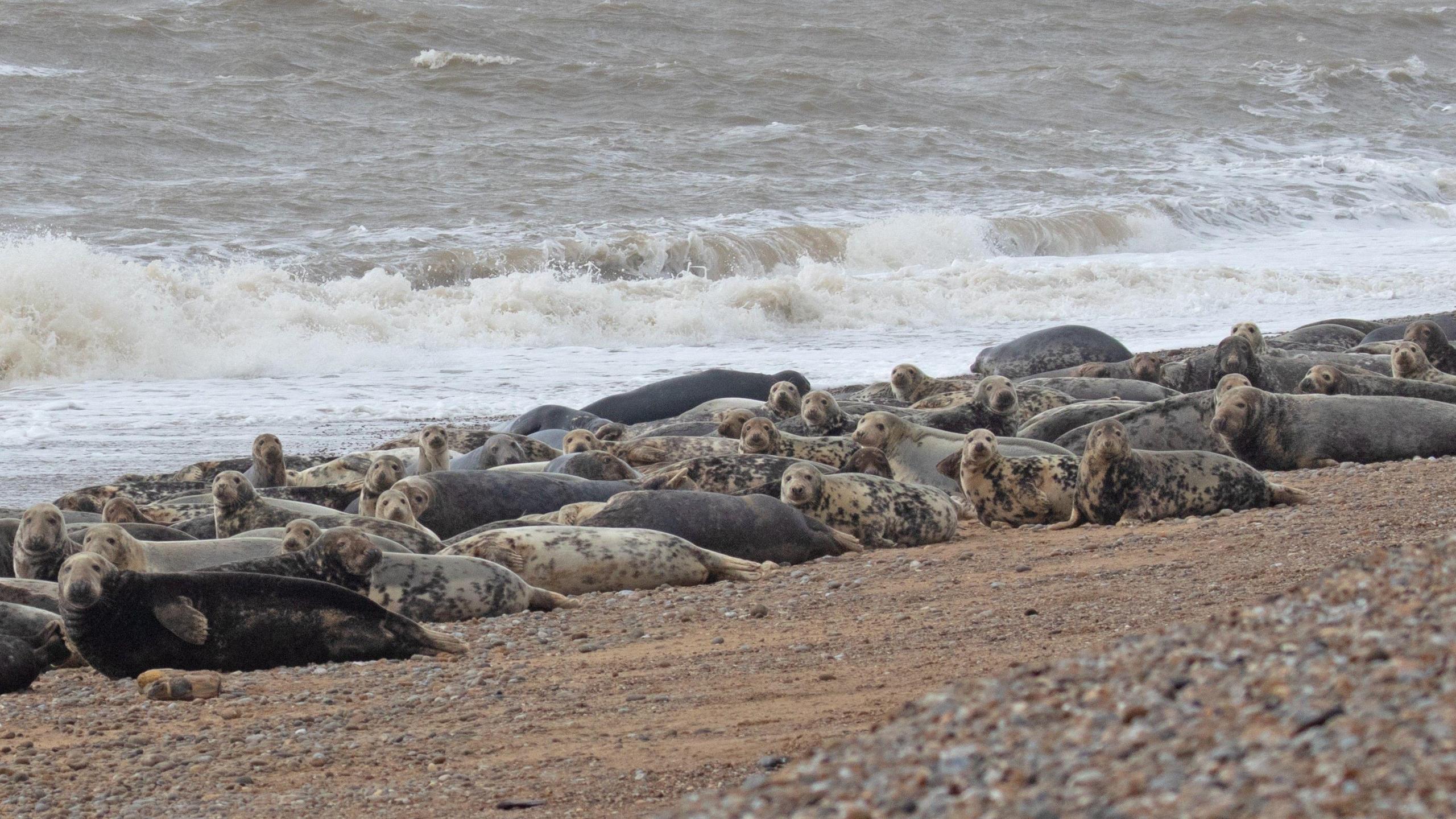 Adult grey seals are pictured on a beach sitting close to the water. Many are looking to the camera while the waves crash behind them.