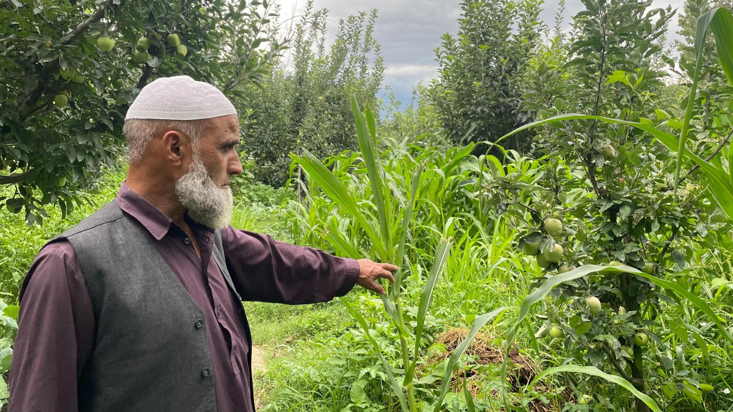 A bearded man in a kurta and a skull-cap pointing at his apple tree in Kashmir's Bandipore district